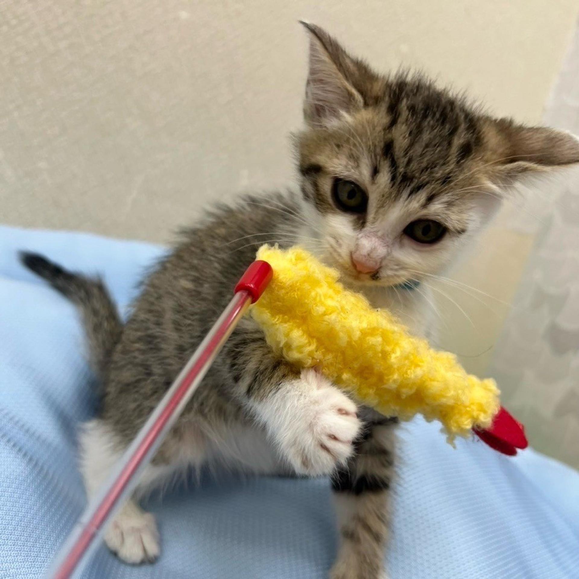 pet-image-6