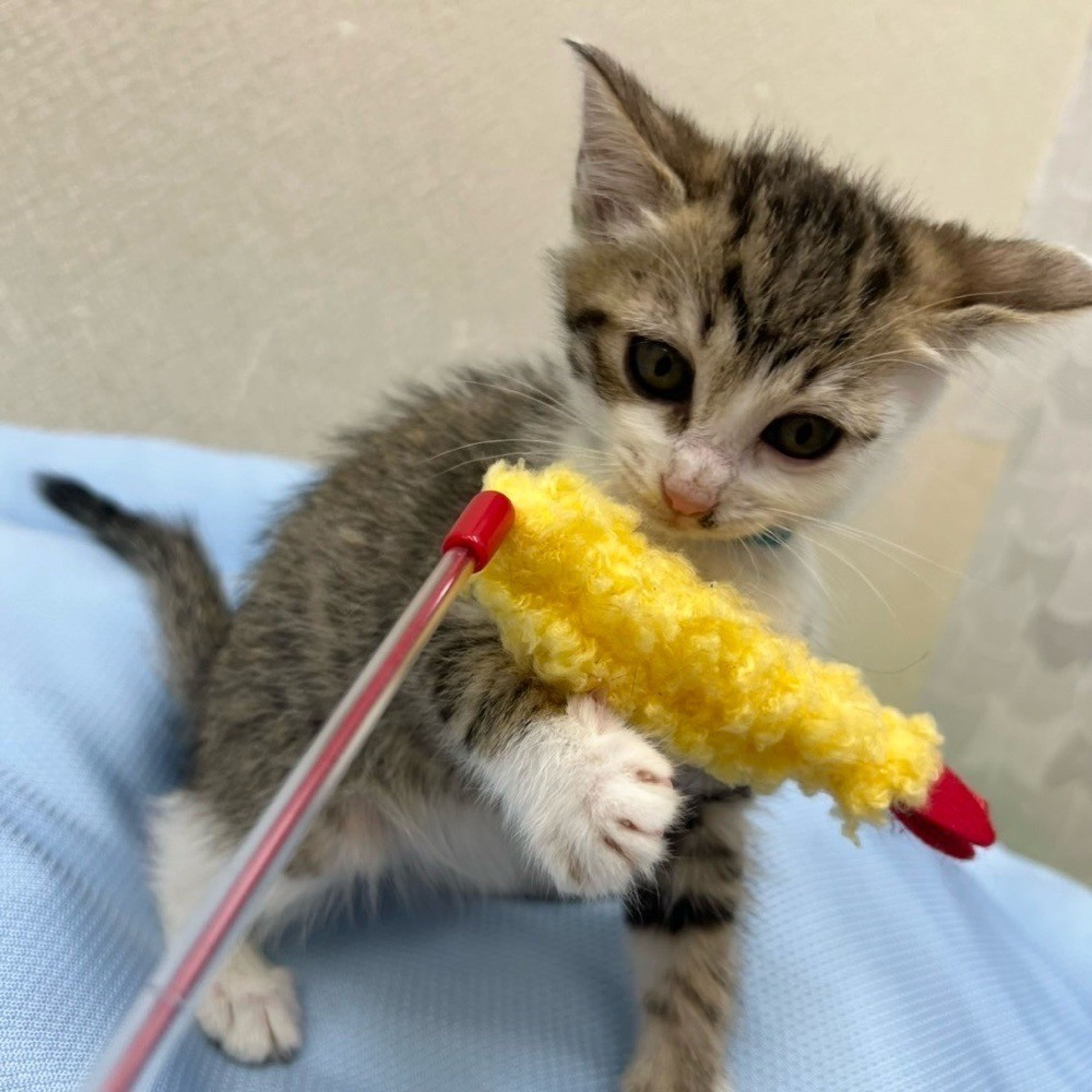 pet-image-6