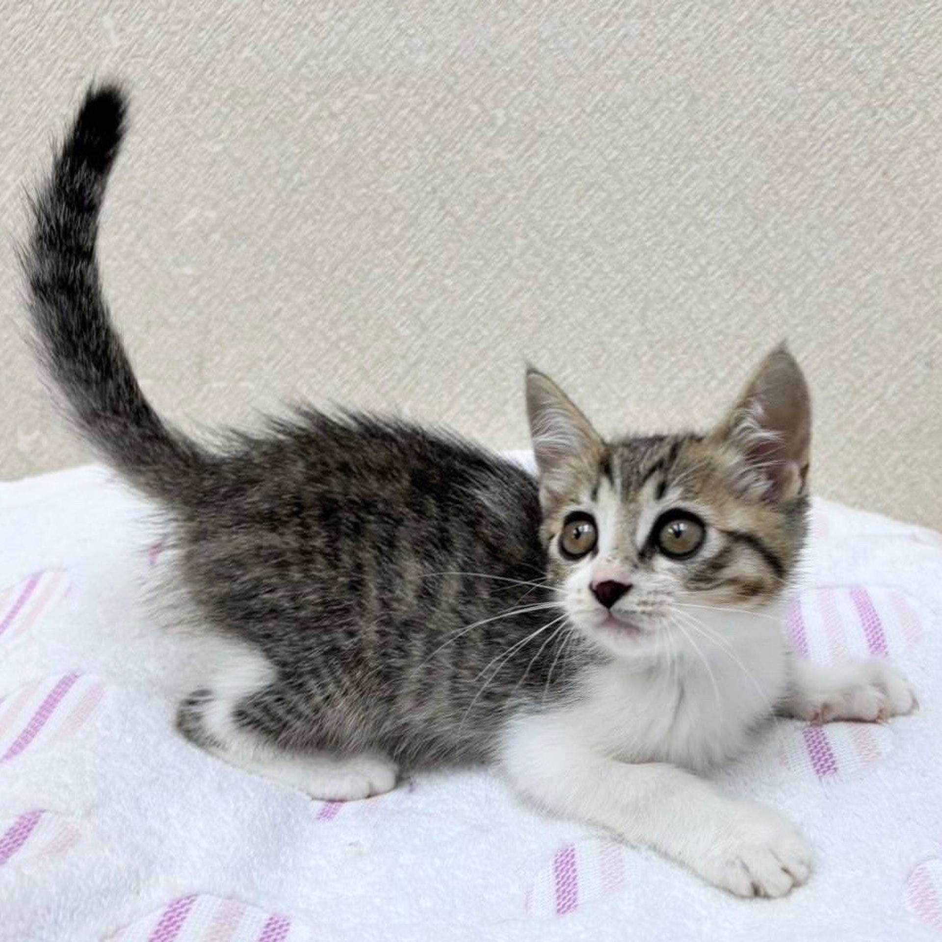 pet-image-4