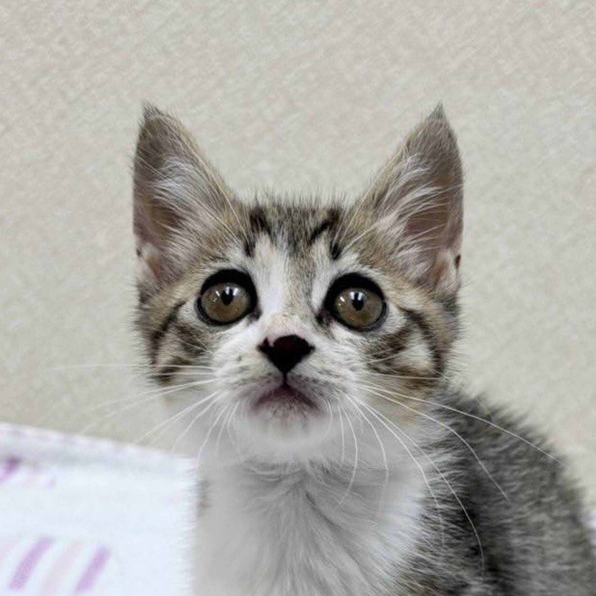 雑種（ミックス猫）・メスの里親募集の写真