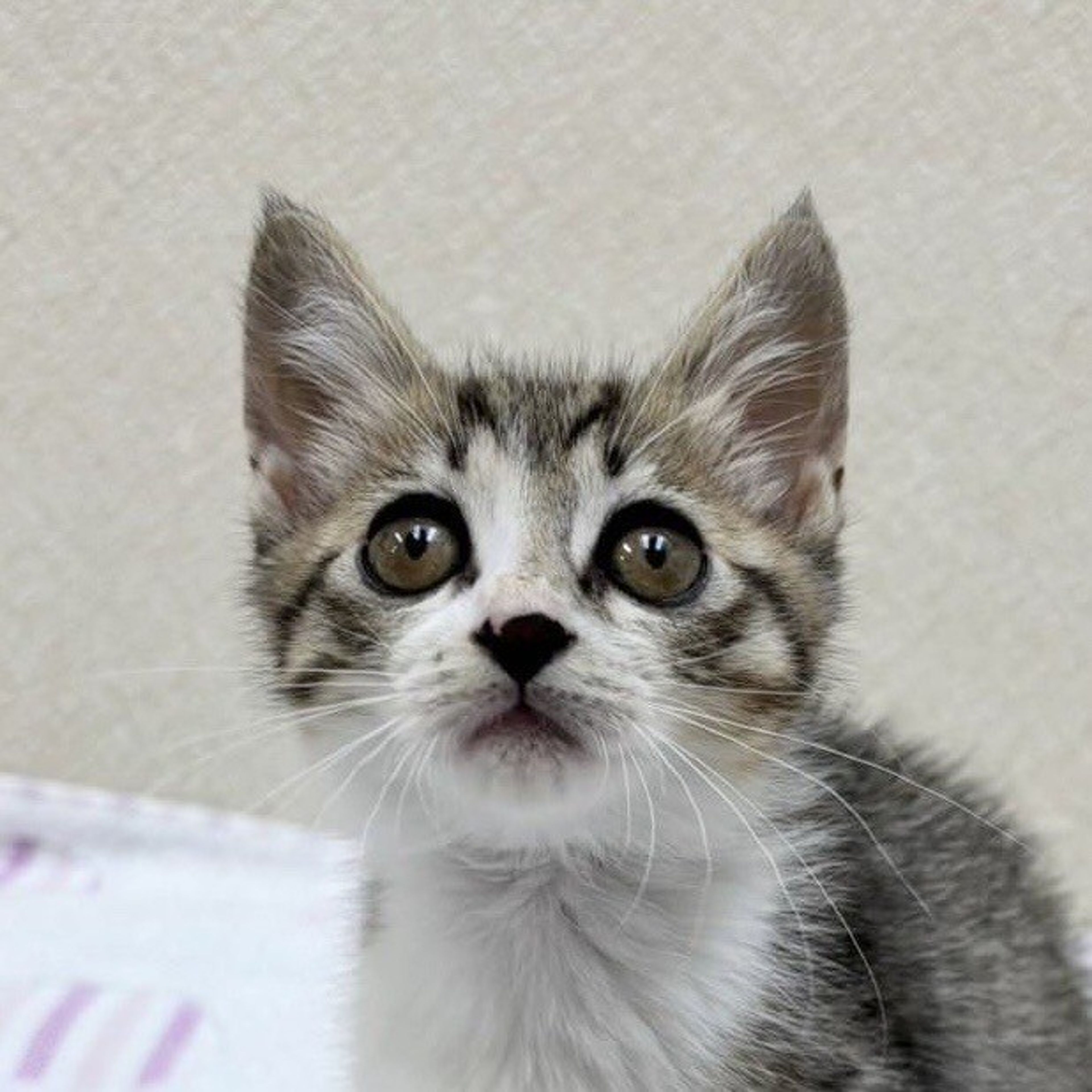 雑種（ミックス猫）・メスの里親募集の写真