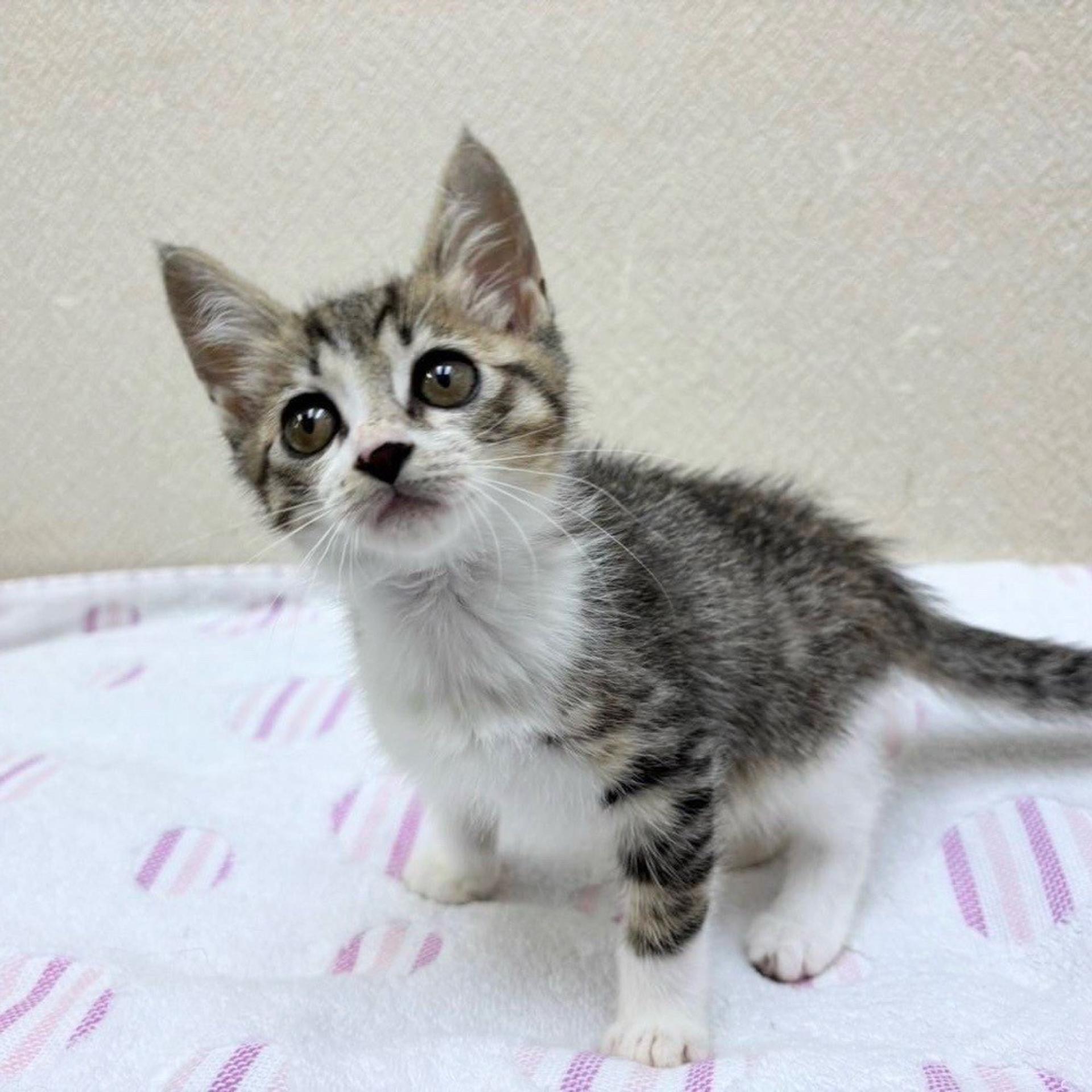 pet-image-2