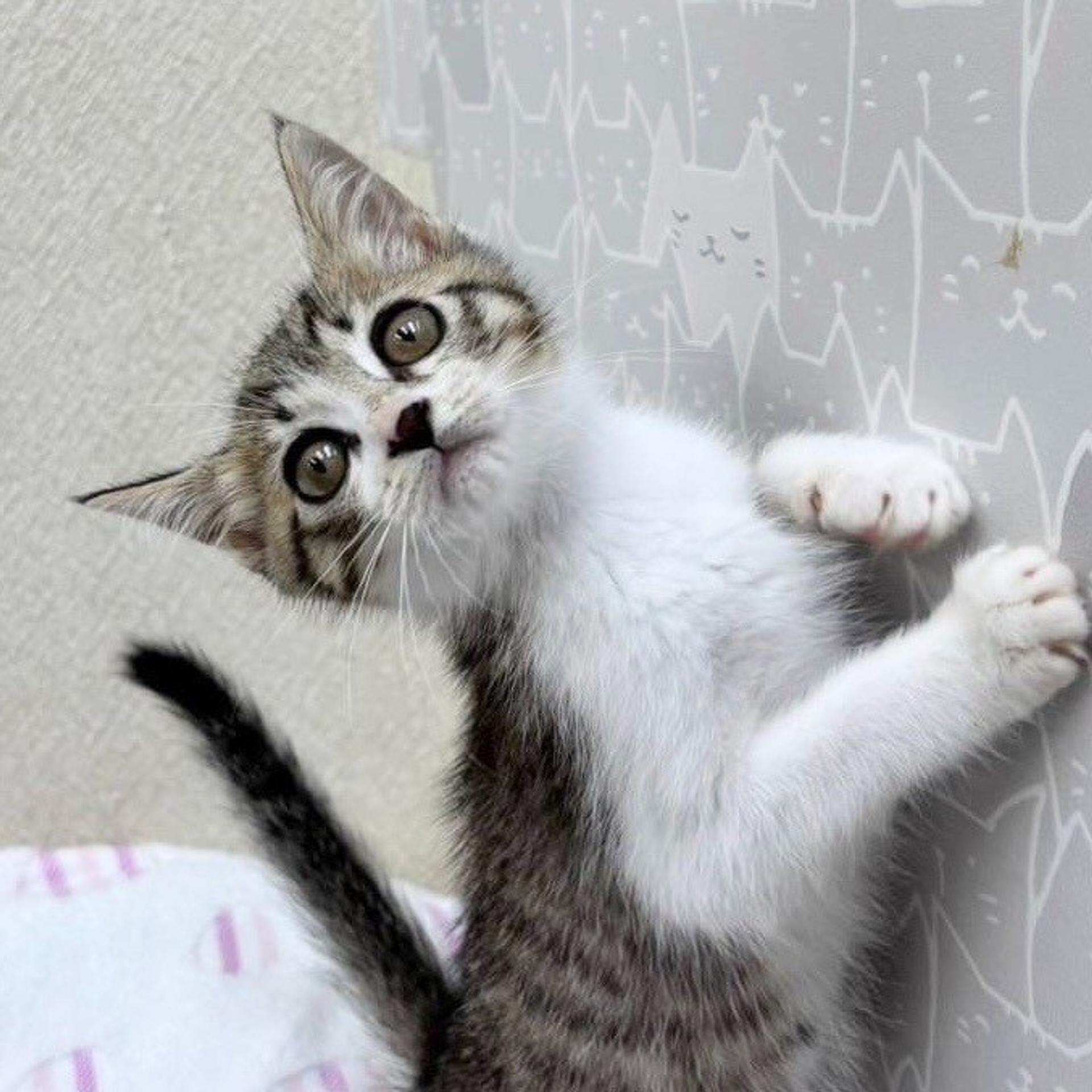 pet-image-3