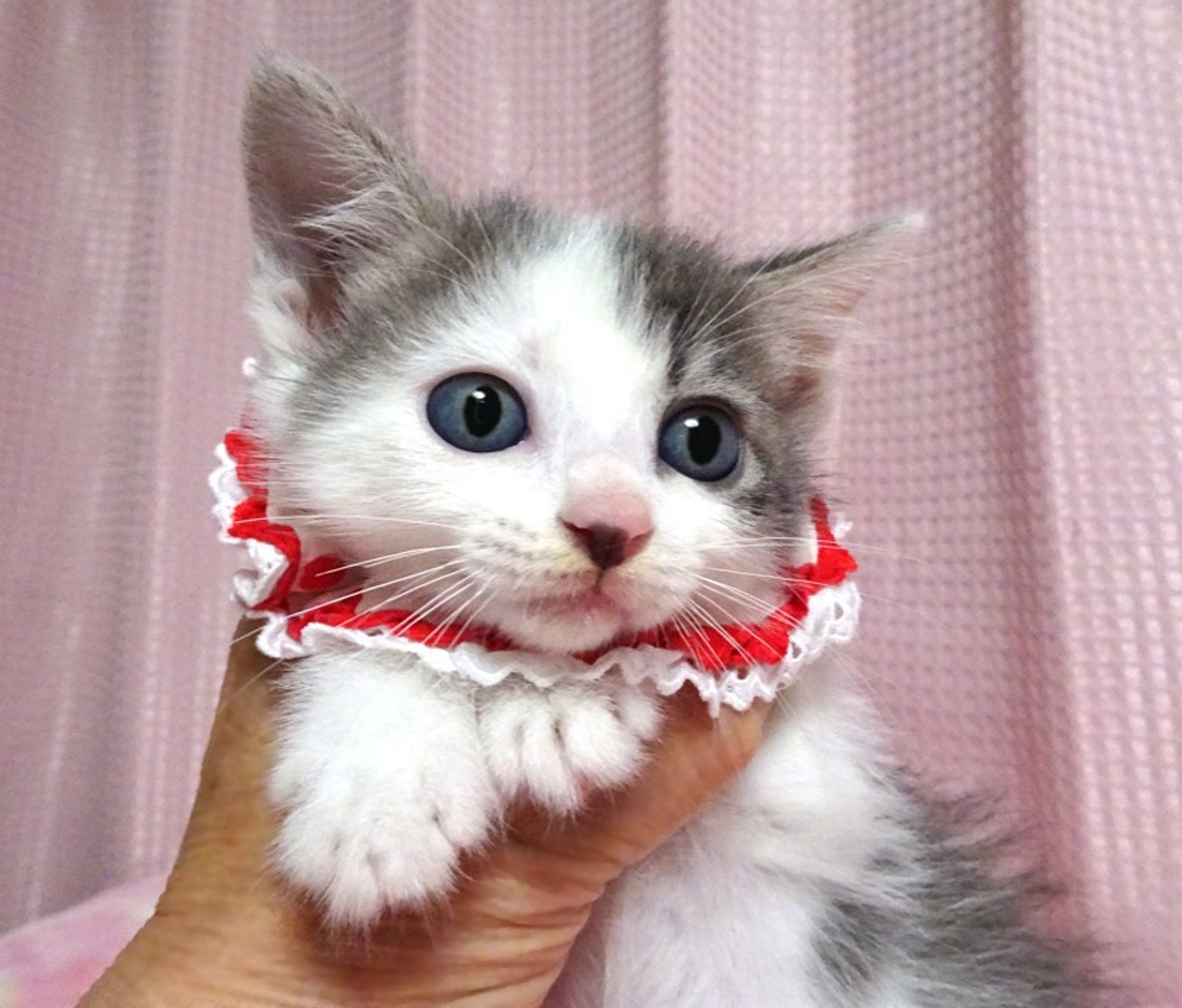 雑種（ミックス猫）・メスの里親募集の写真