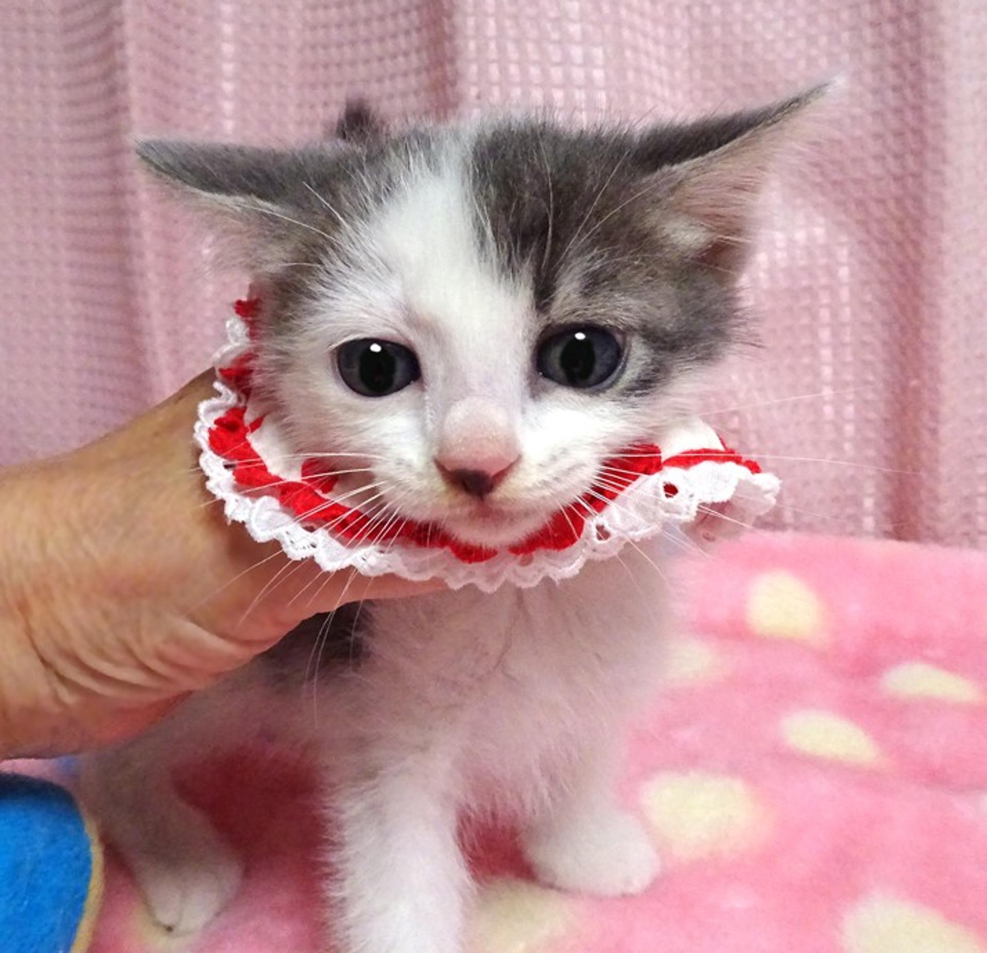 pet-image-3