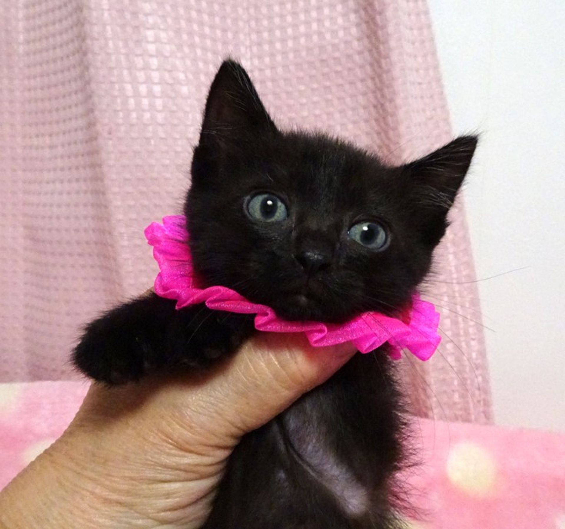 雑種（ミックス猫）・メスの里親募集の写真