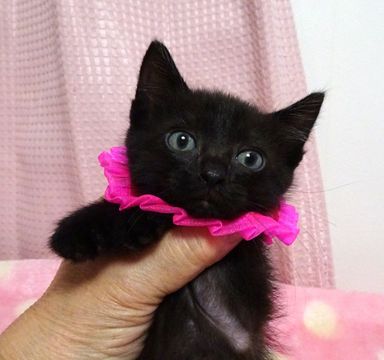 愛(あい)ちゃんの写真