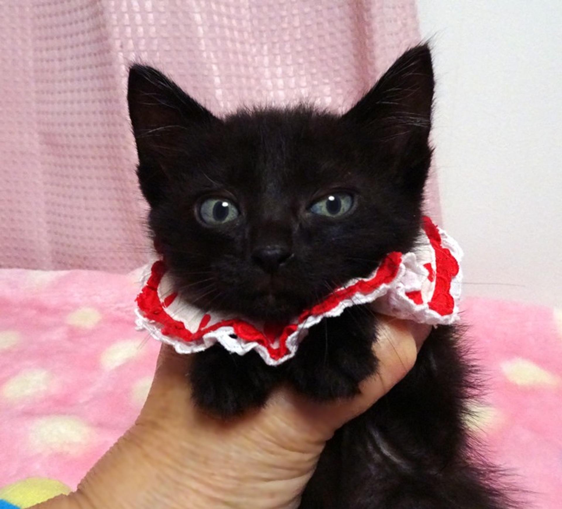 pet-image-2