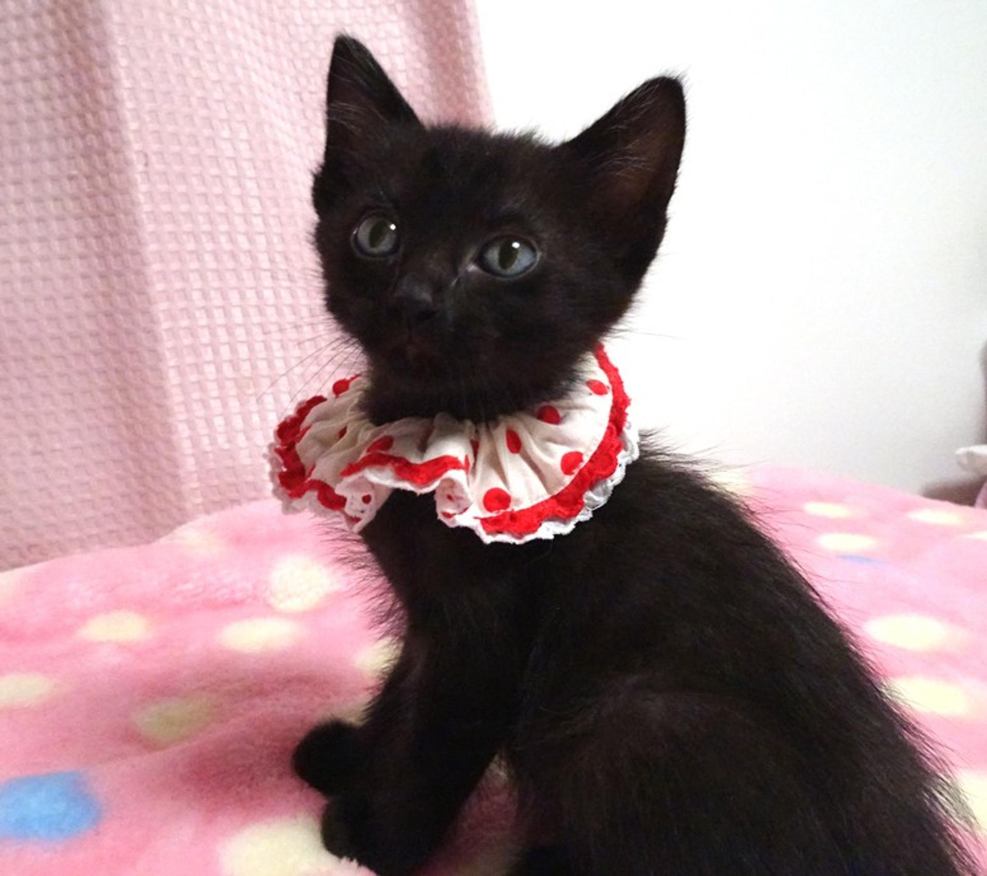 pet-image-3
