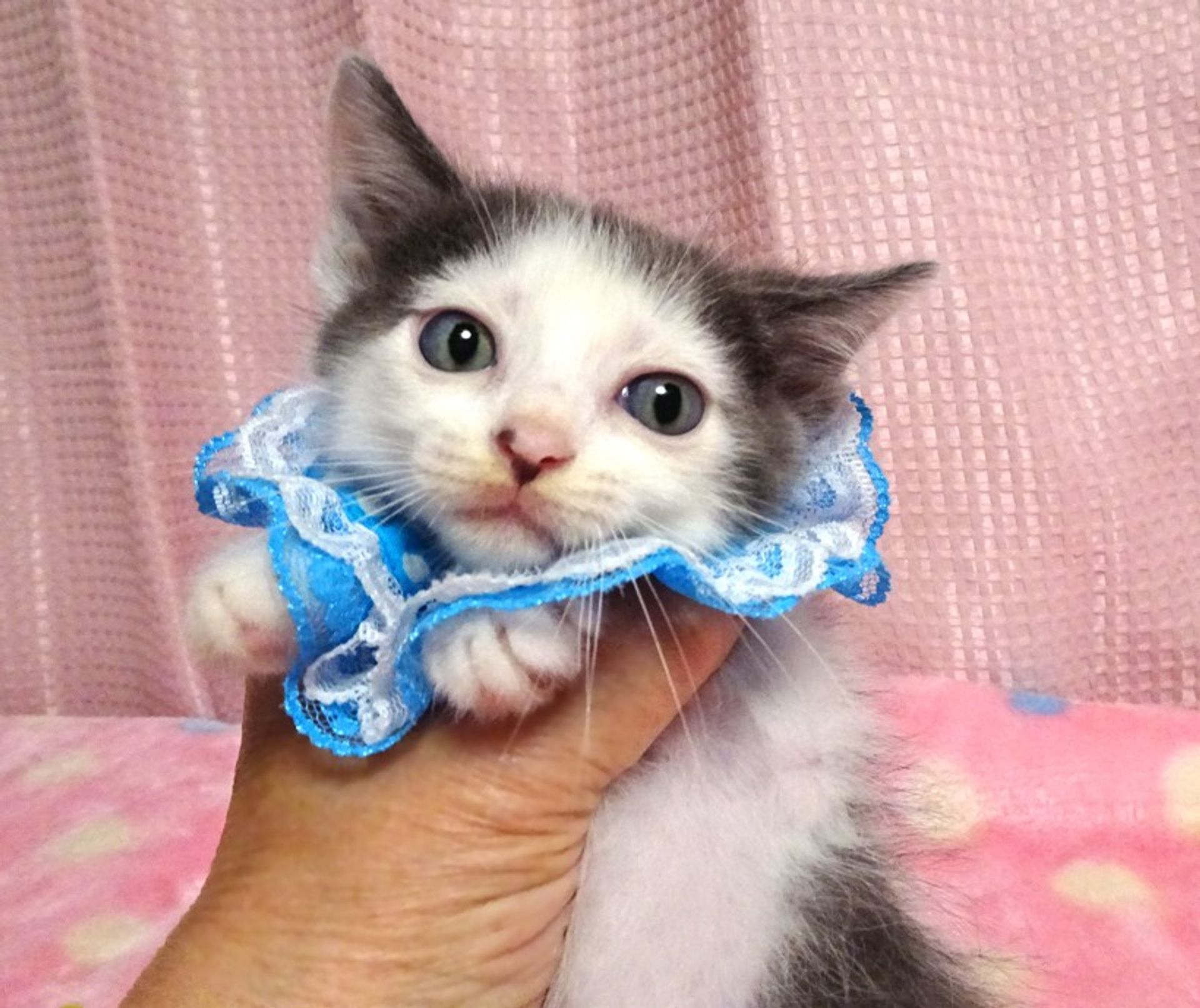 雑種（ミックス猫）・オスの里親募集の写真