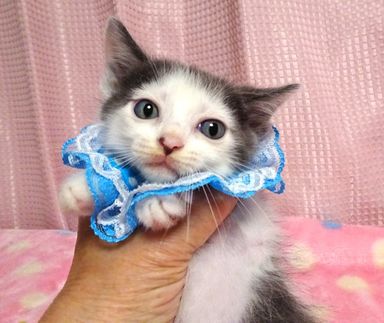 葵(あおい)くんの写真