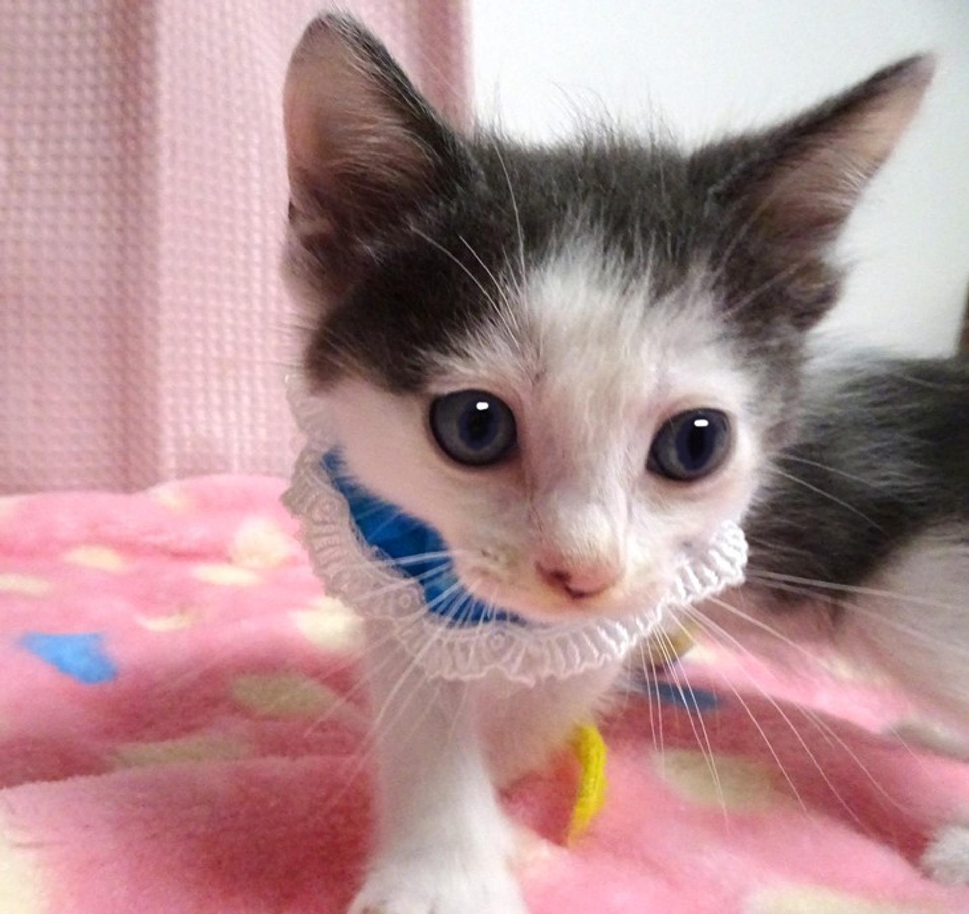 pet-image-3