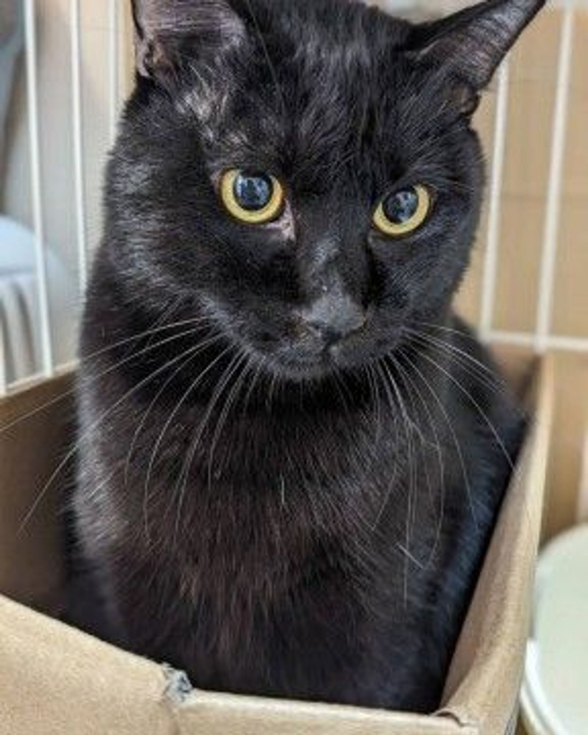 雑種（ミックス猫）・オスの里親募集の写真