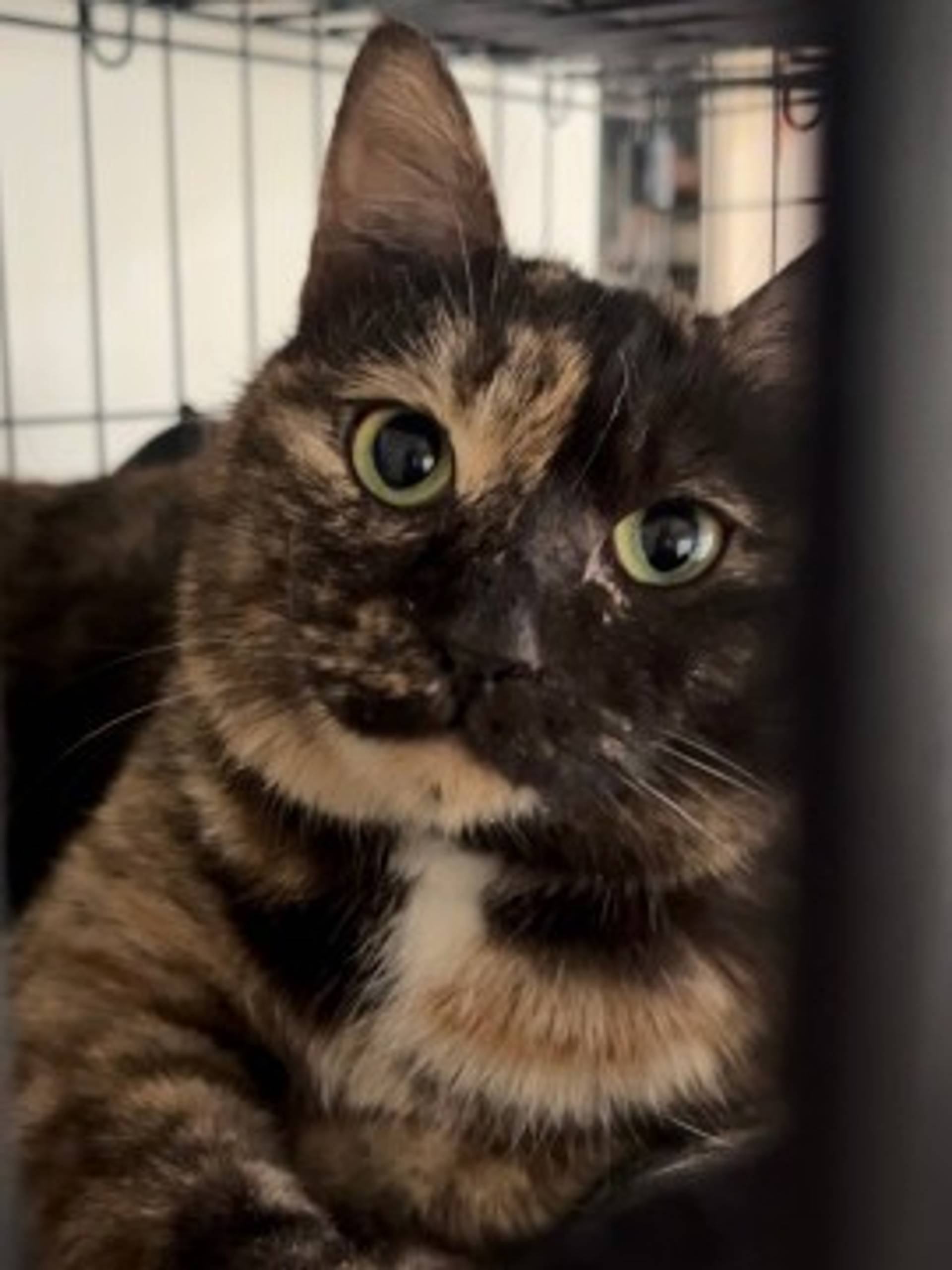 雑種（ミックス猫）・メスの里親募集の写真