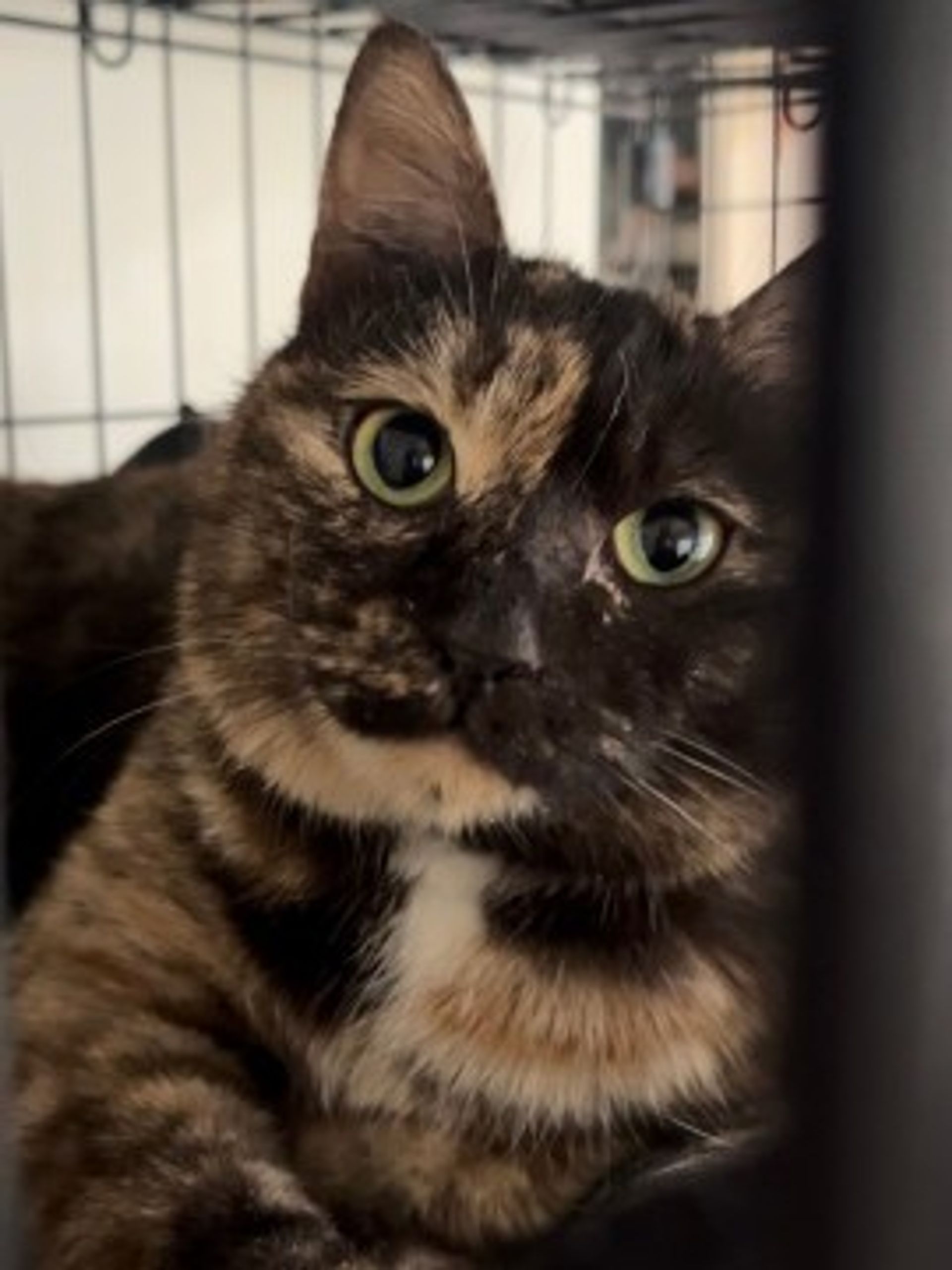 雑種（ミックス猫）・メスの里親募集の写真