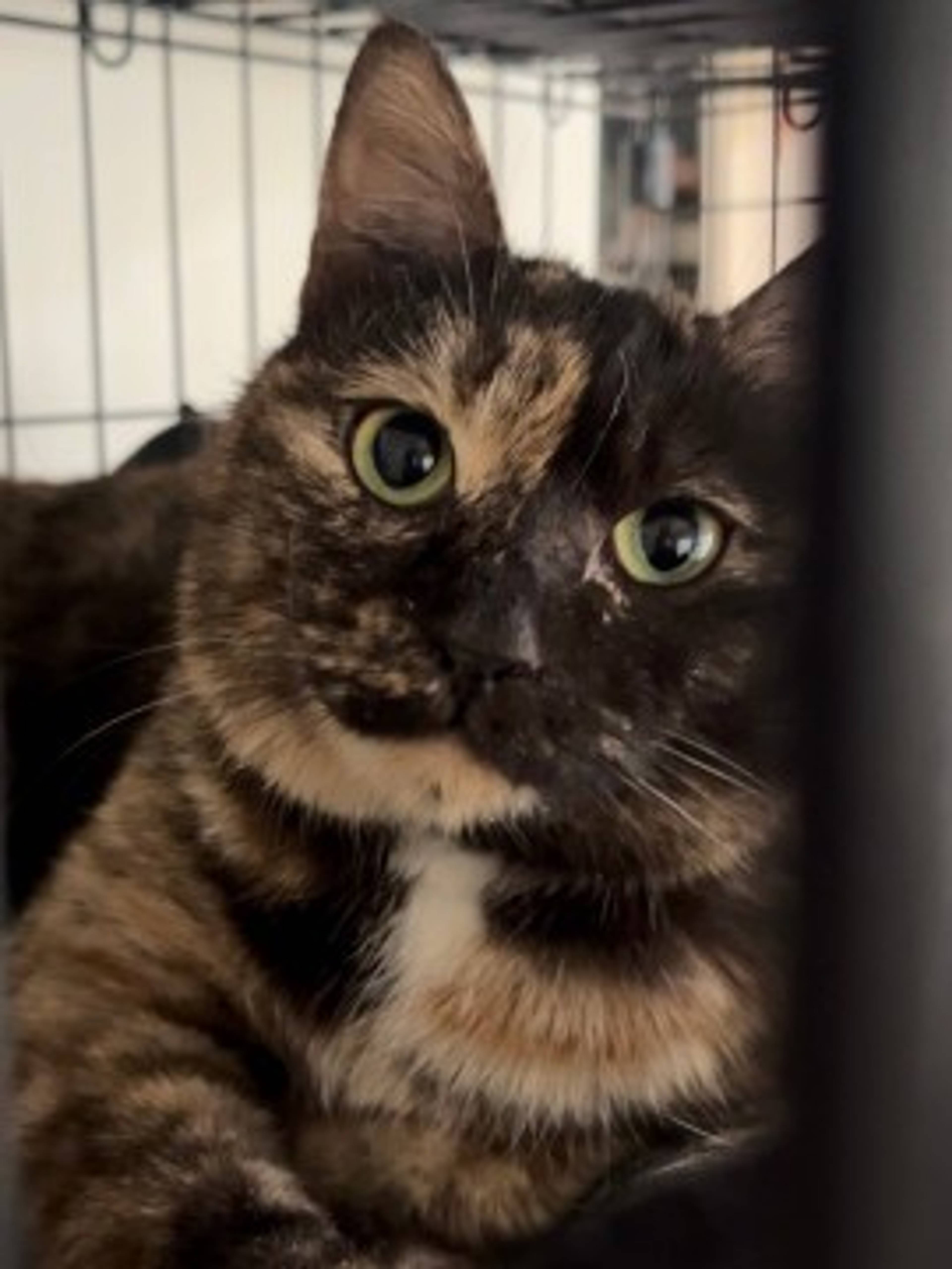 雑種（ミックス猫）・メスの里親募集の写真