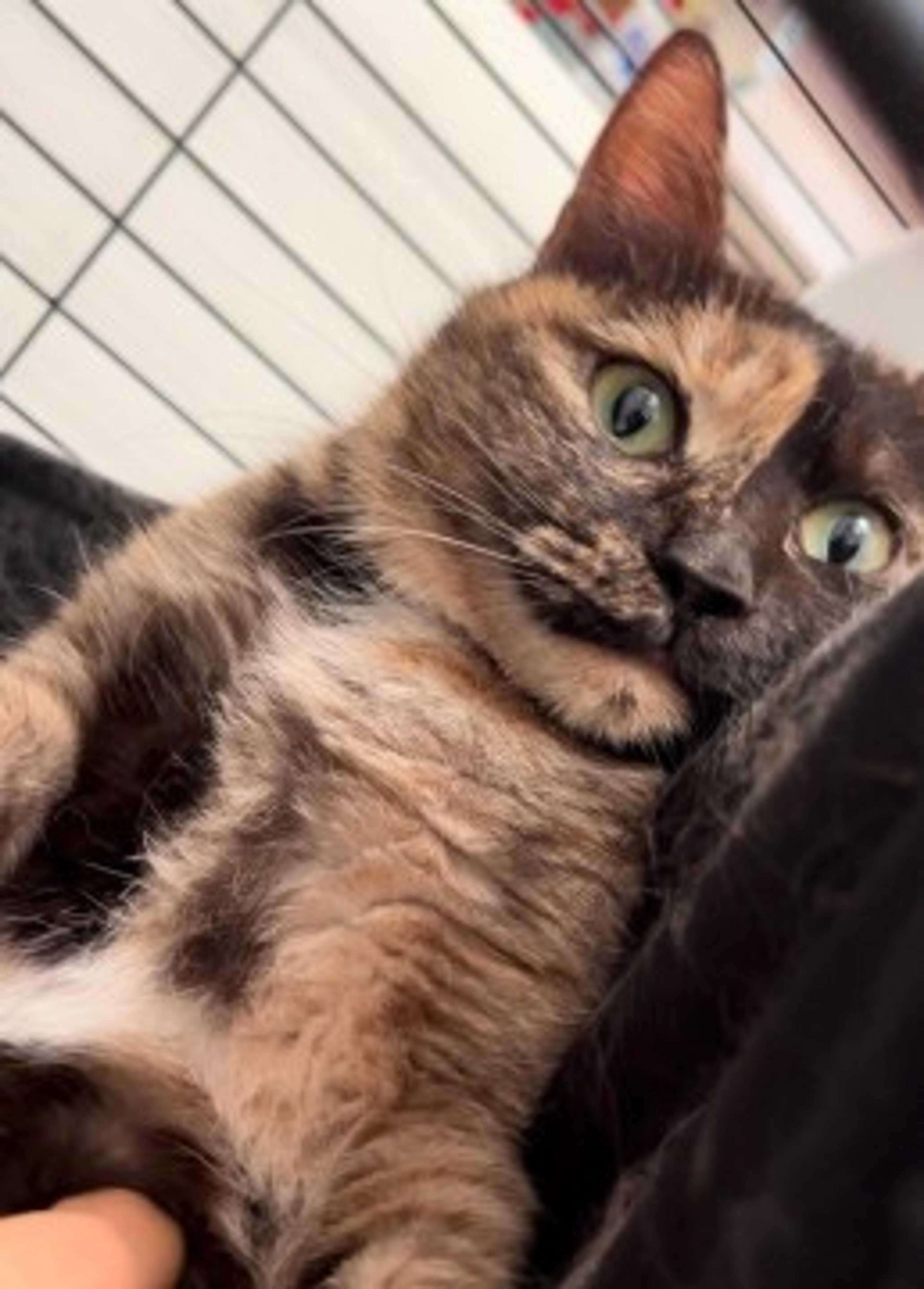 pet-image-3