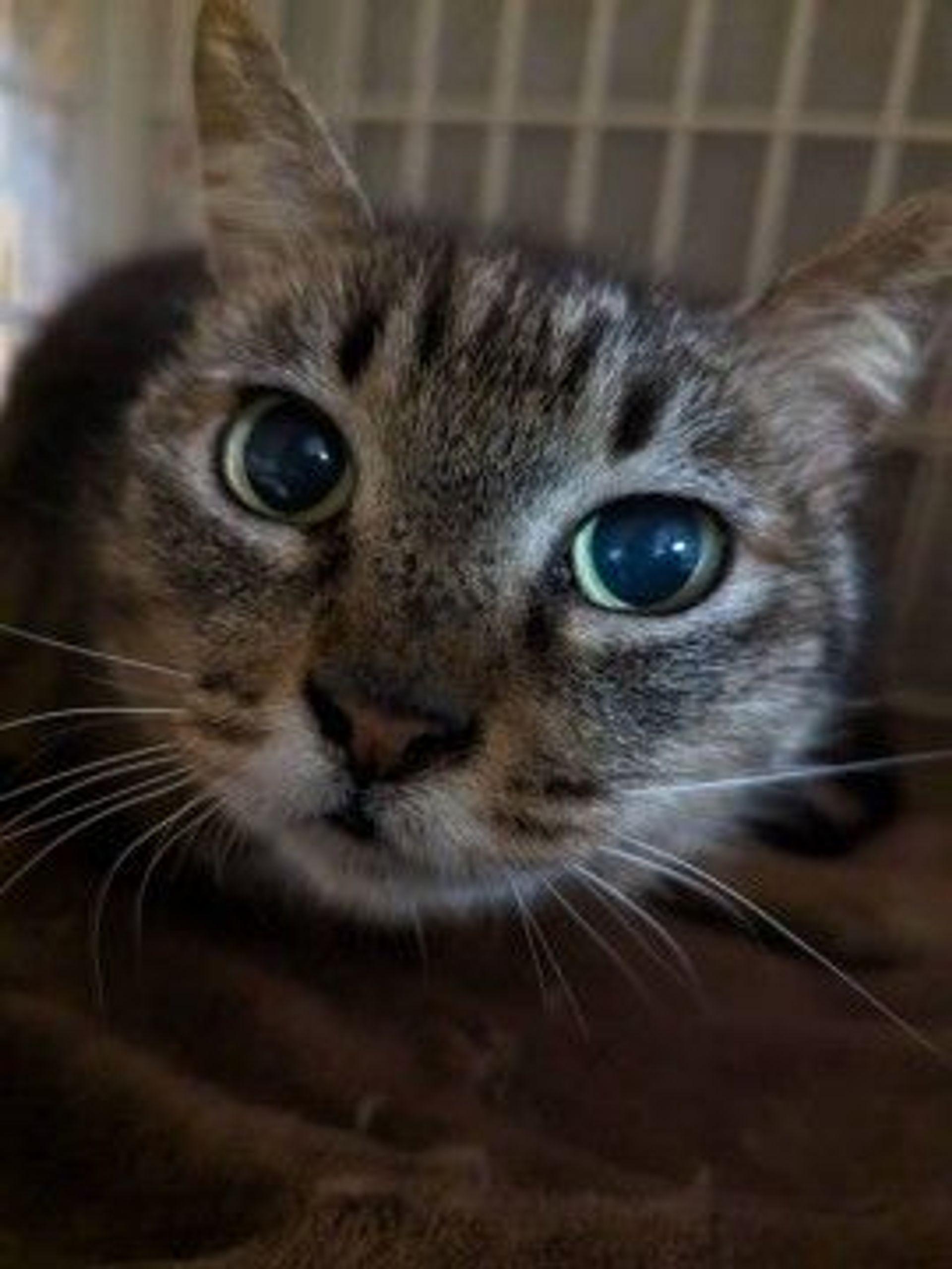 雑種（ミックス猫）・メスの里親募集の写真
