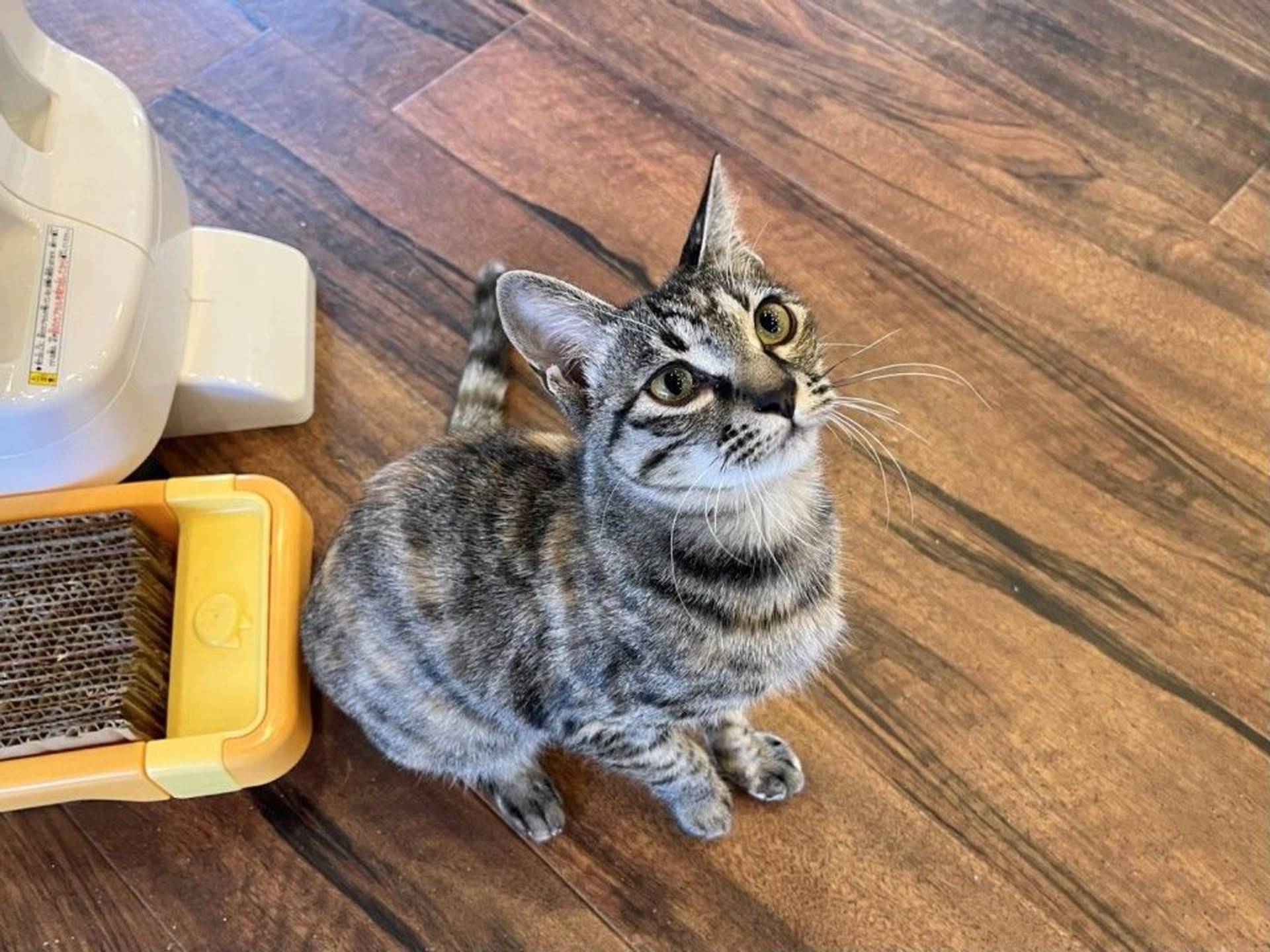 雑種（ミックス猫）・メスの里親募集の写真