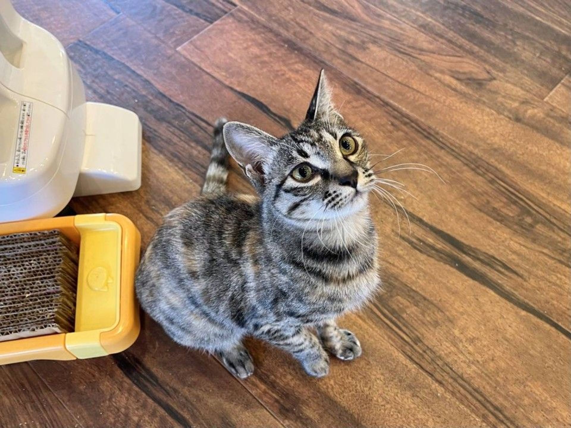 雑種（ミックス猫）・メスの里親募集の写真