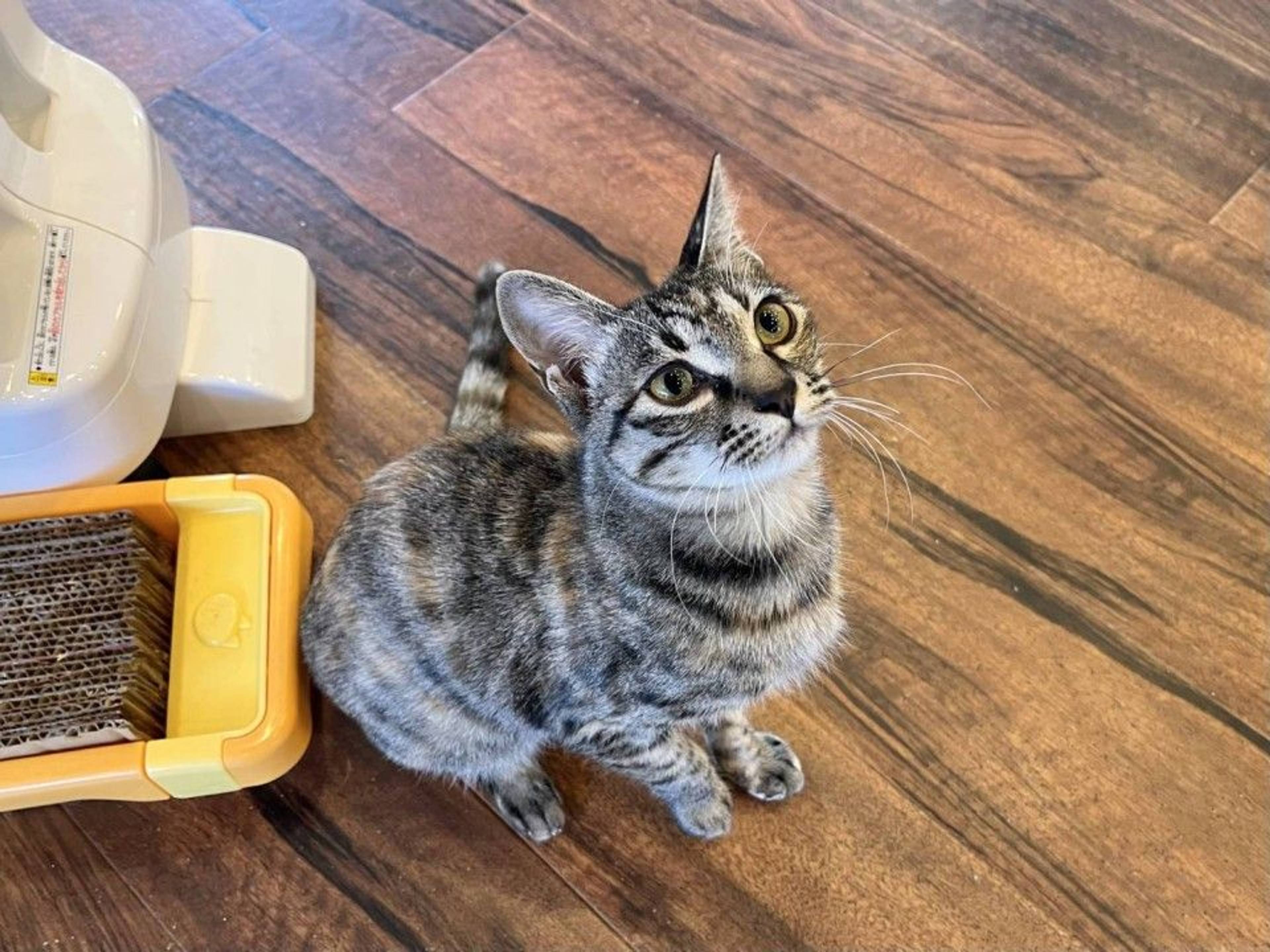 雑種（ミックス猫）・メスの里親募集の写真