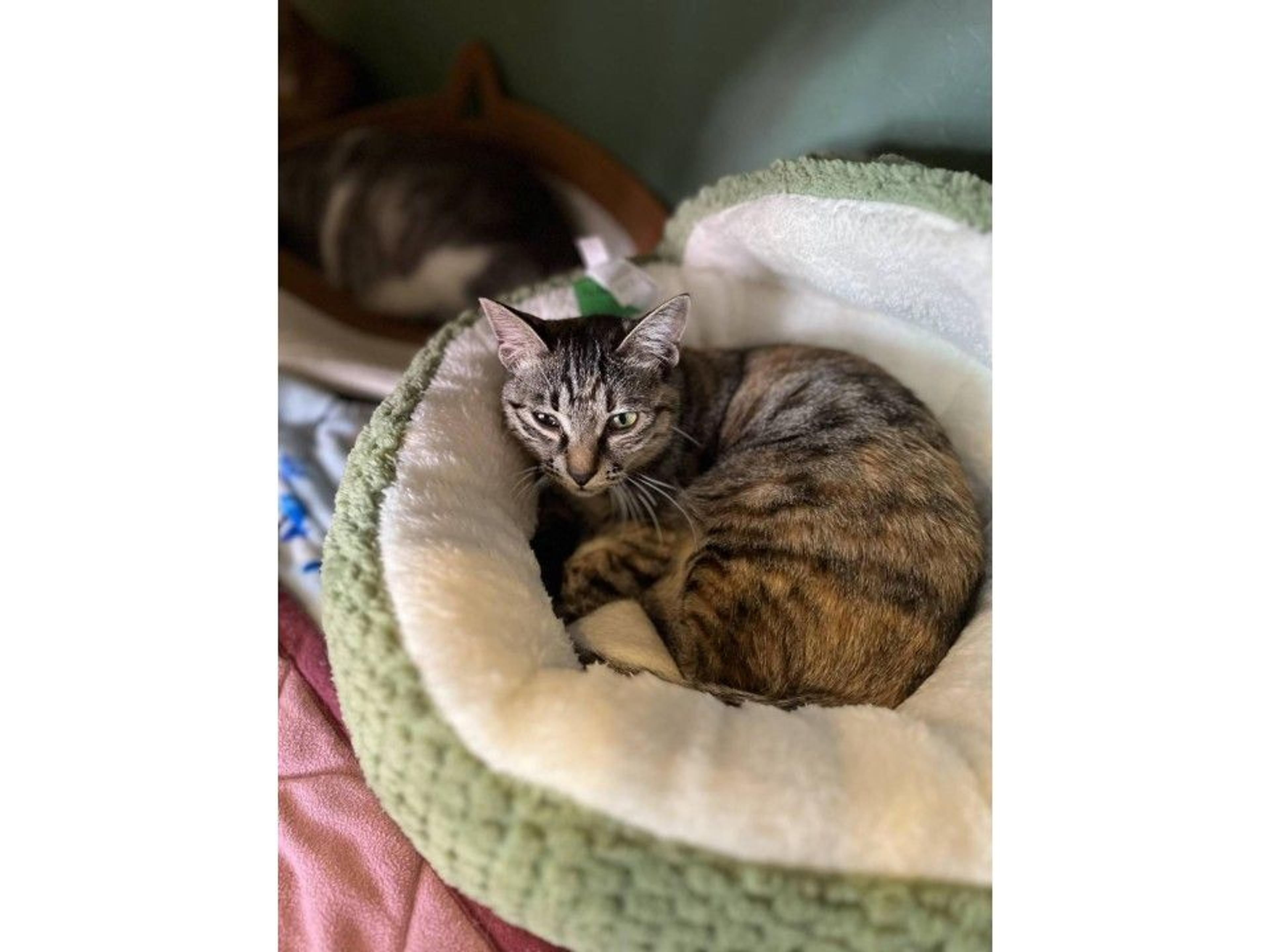 pet-image-2