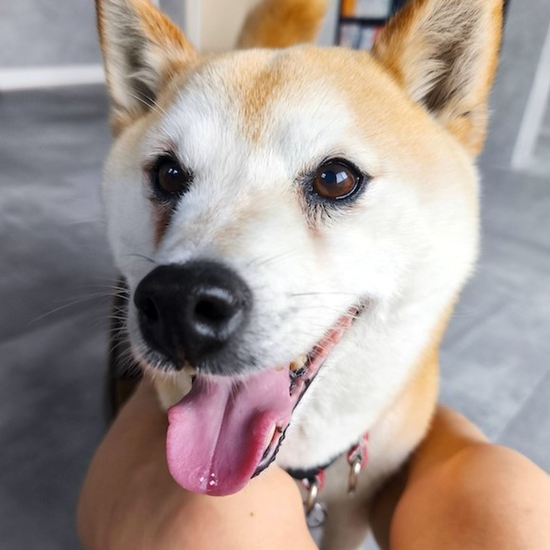 柴犬・メスの里親募集の写真