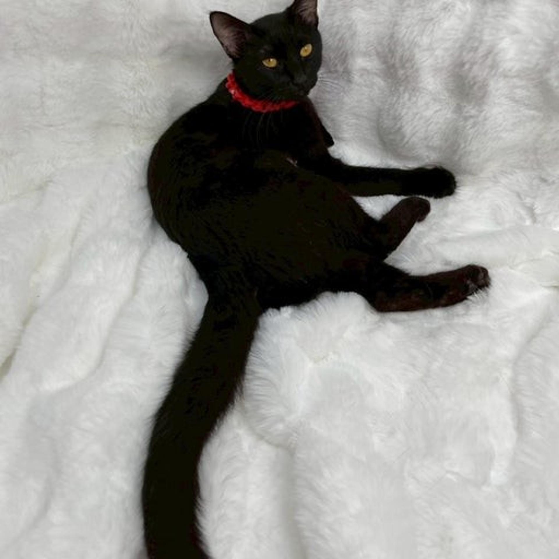 pet-image-4