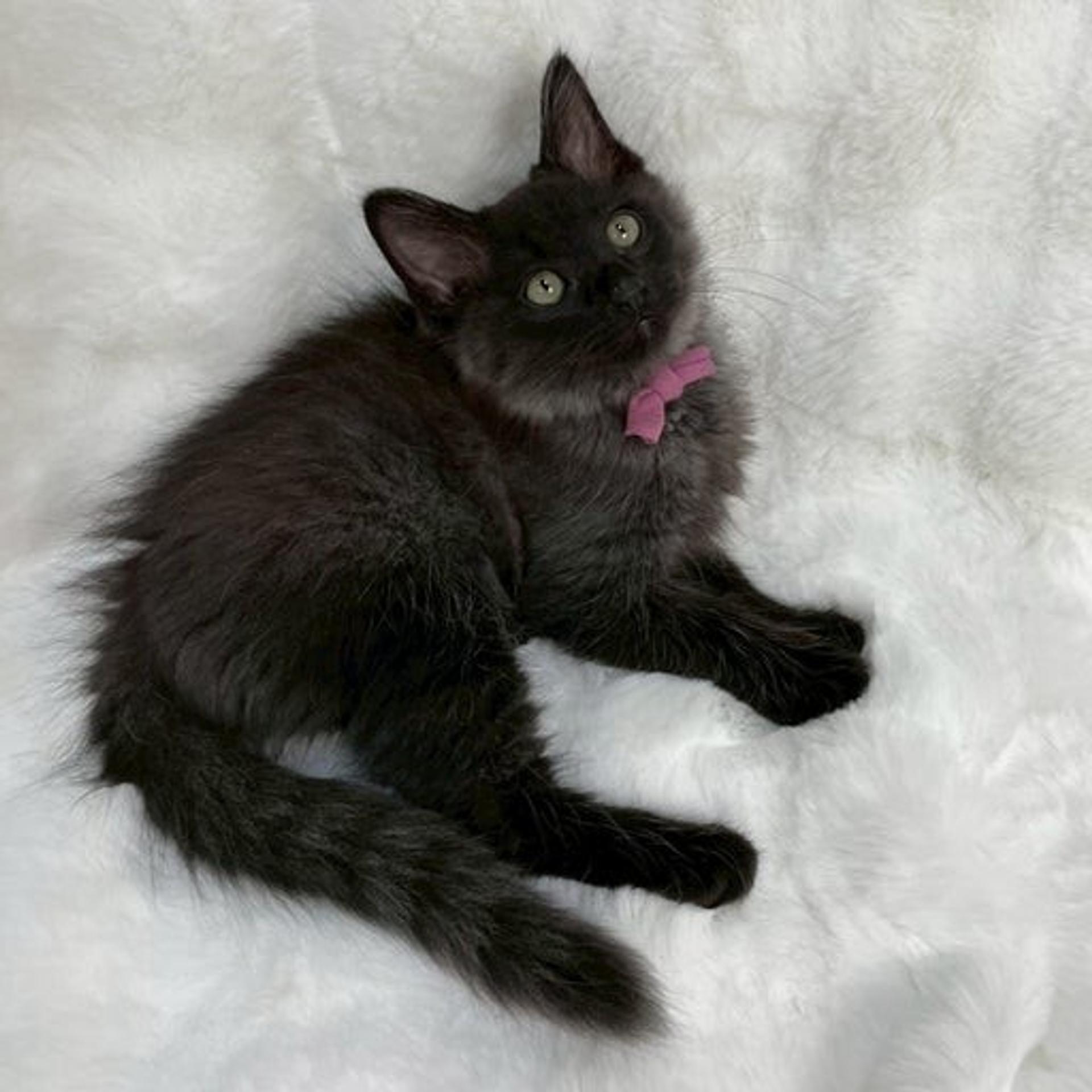 pet-image-4