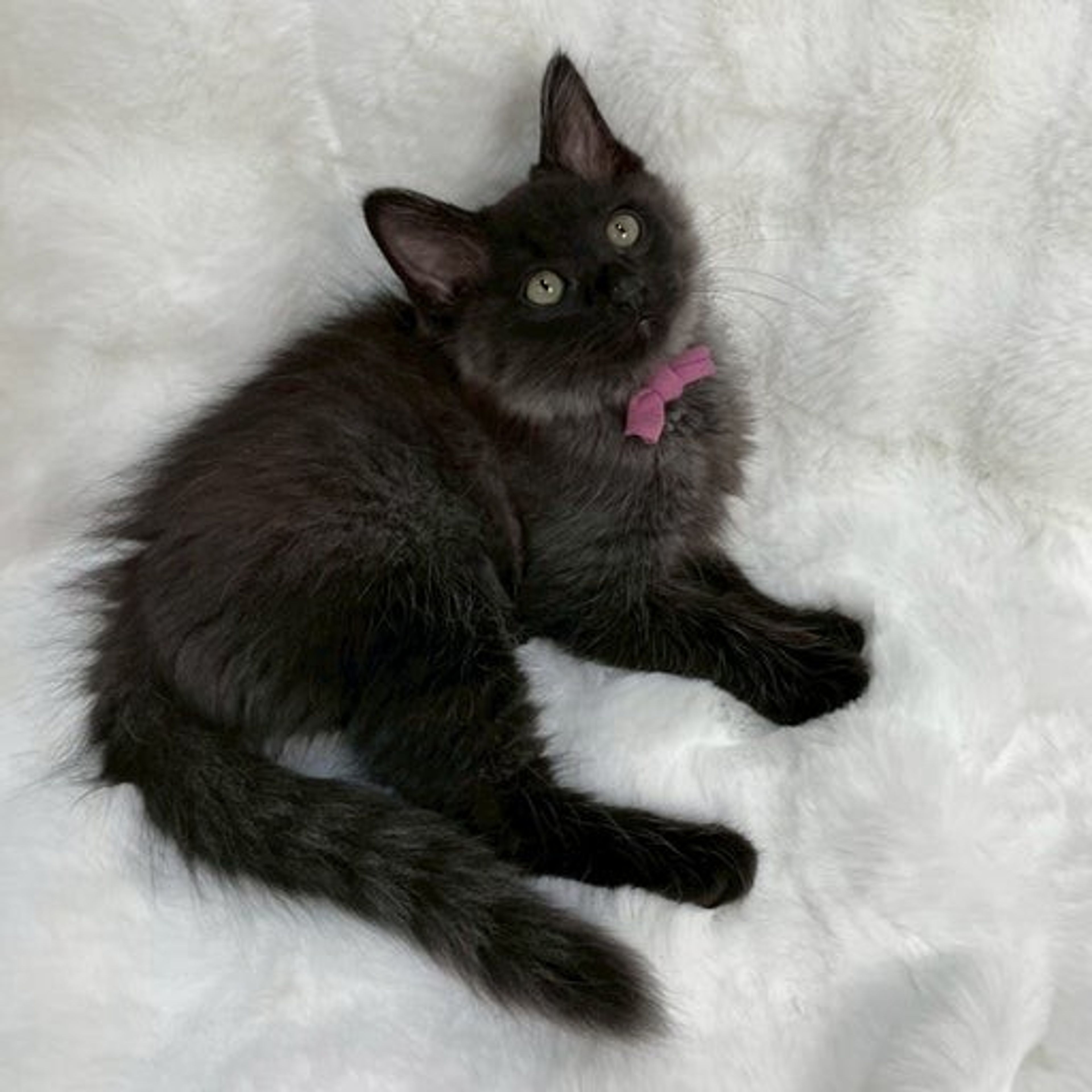 pet-image-4