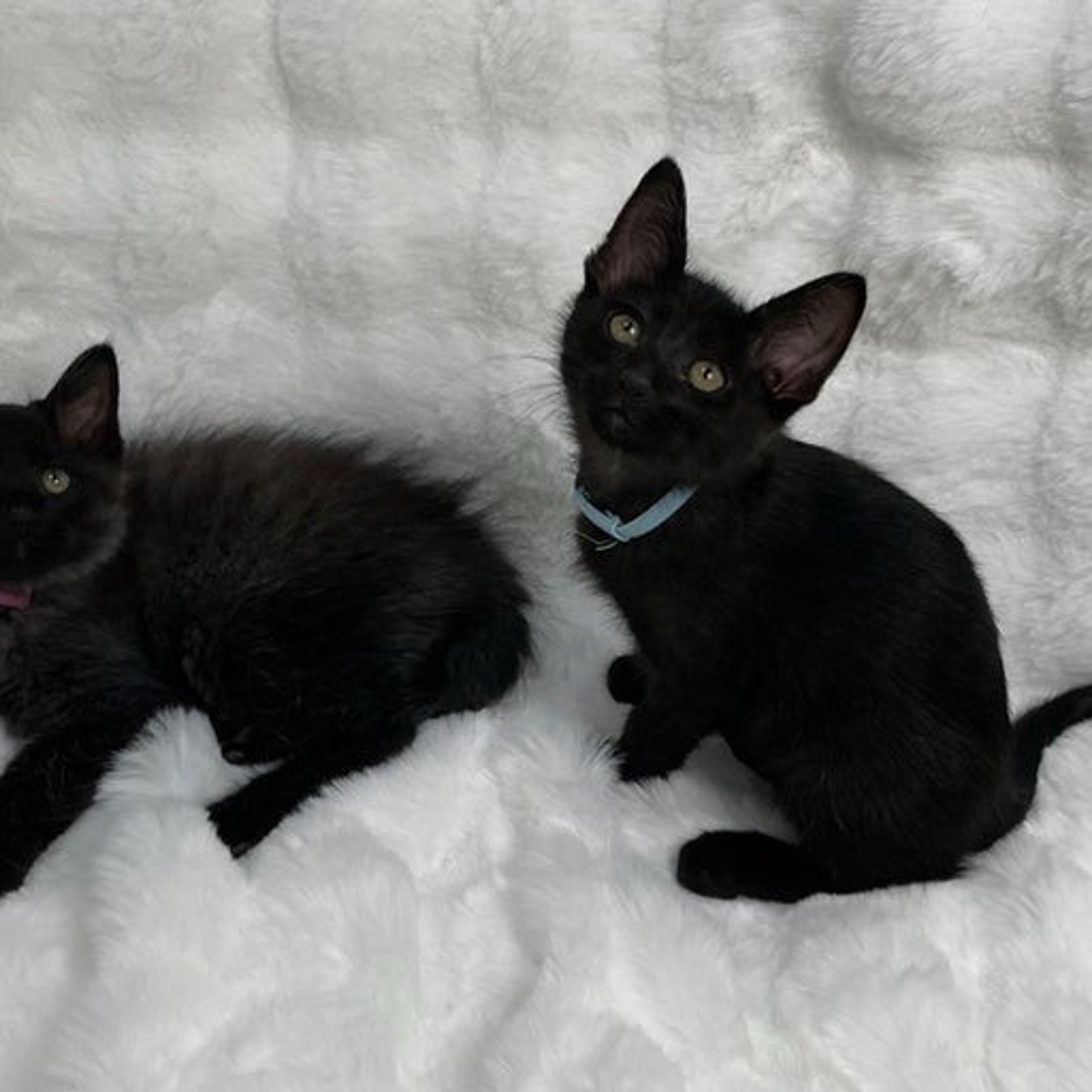 pet-image-5