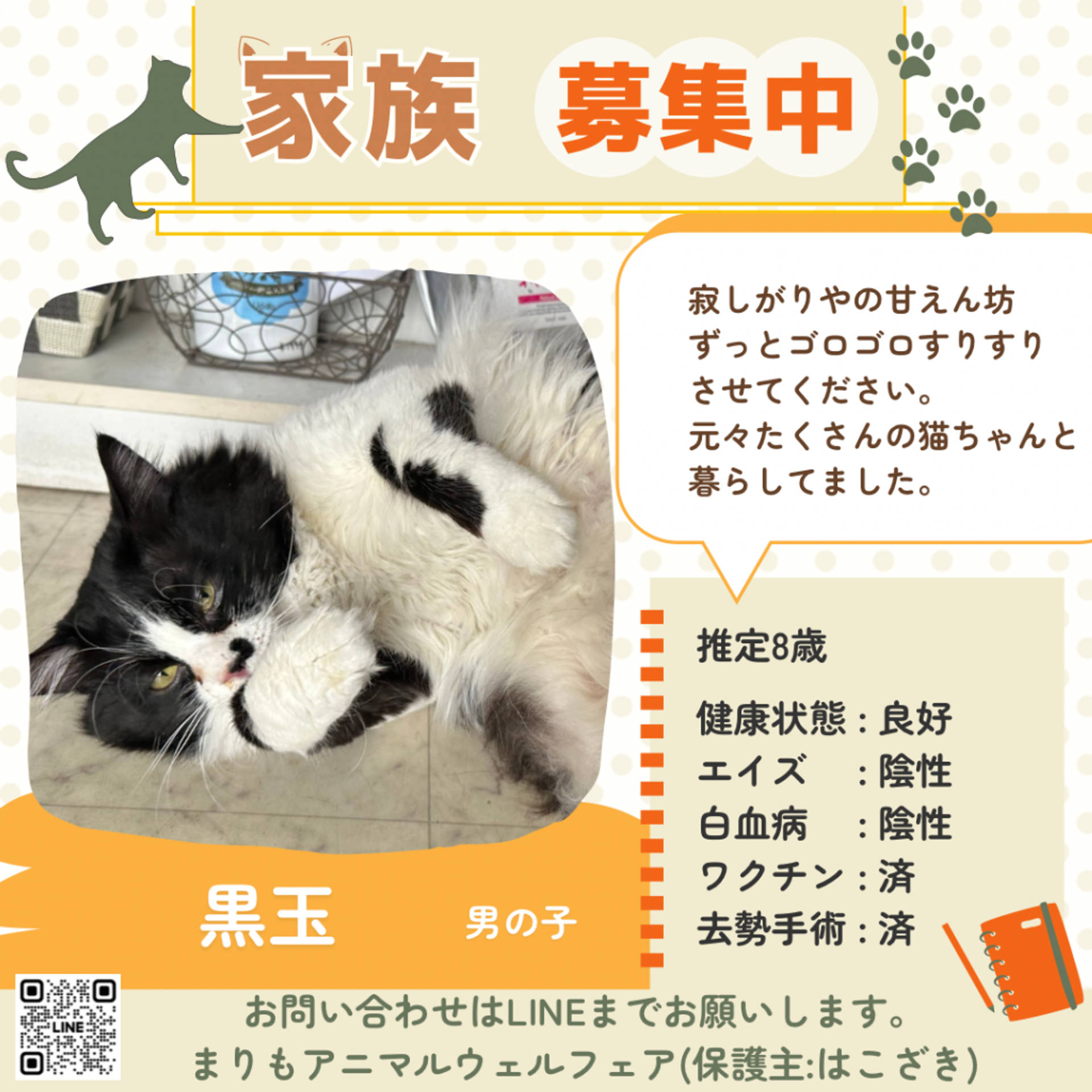 雑種（ミックス猫）・オスの里親募集の写真