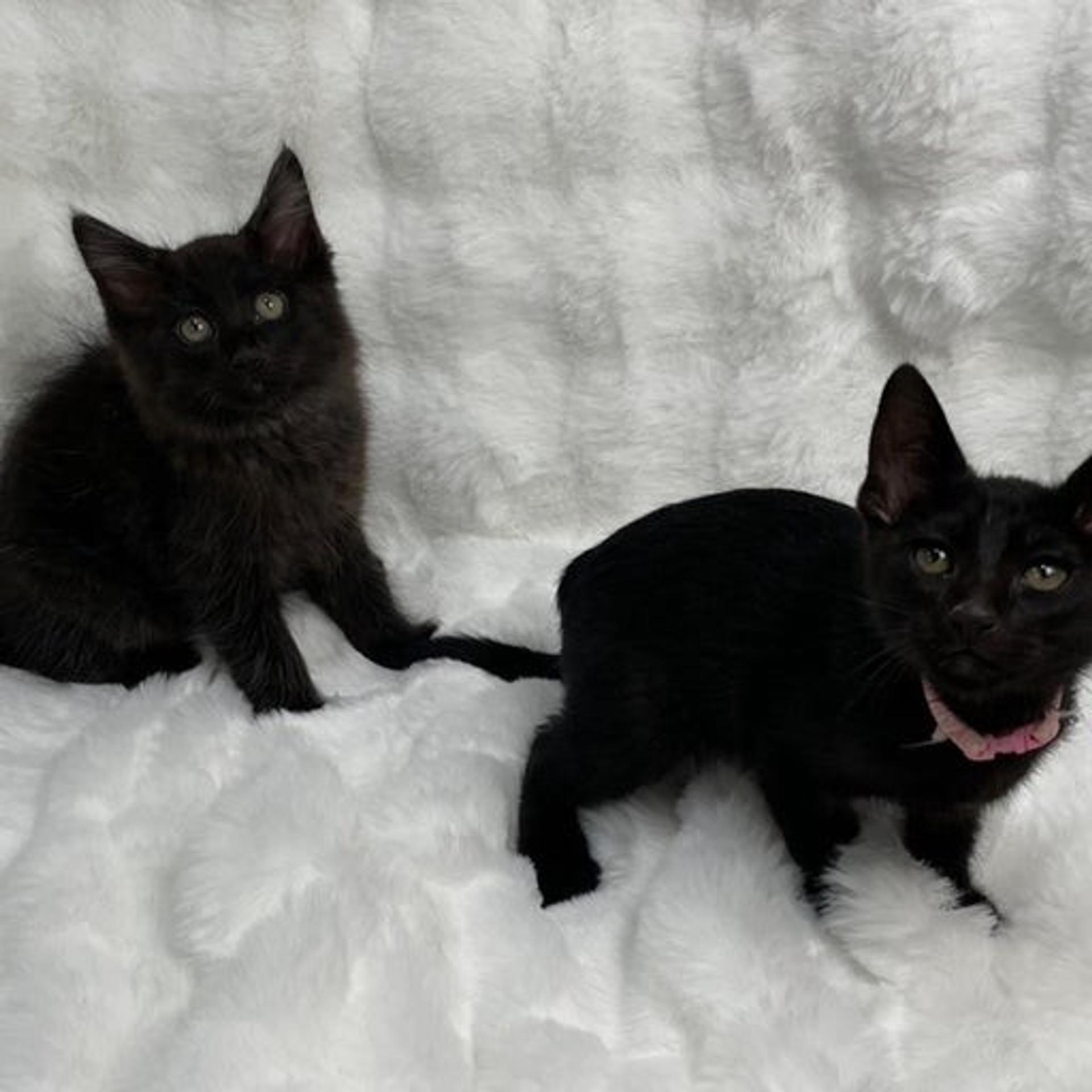 pet-image-5