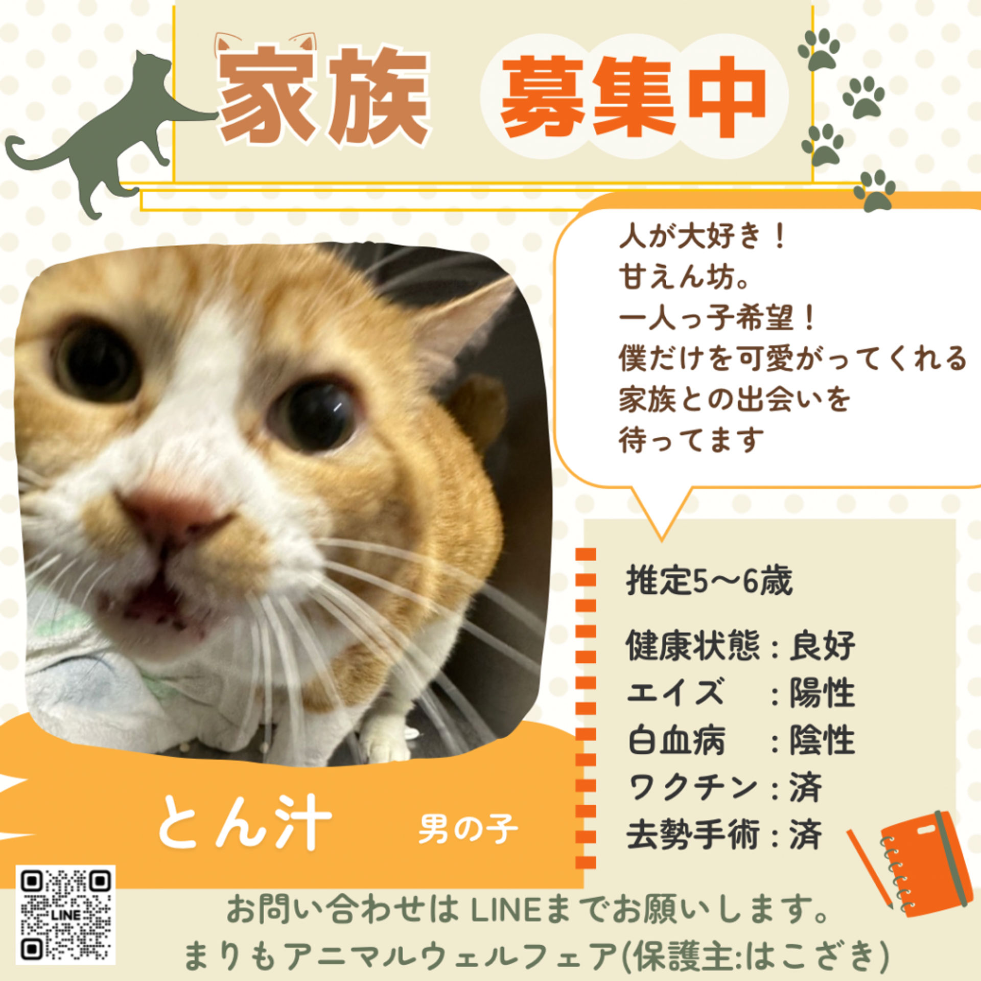 雑種（ミックス猫）・オスの里親募集の写真