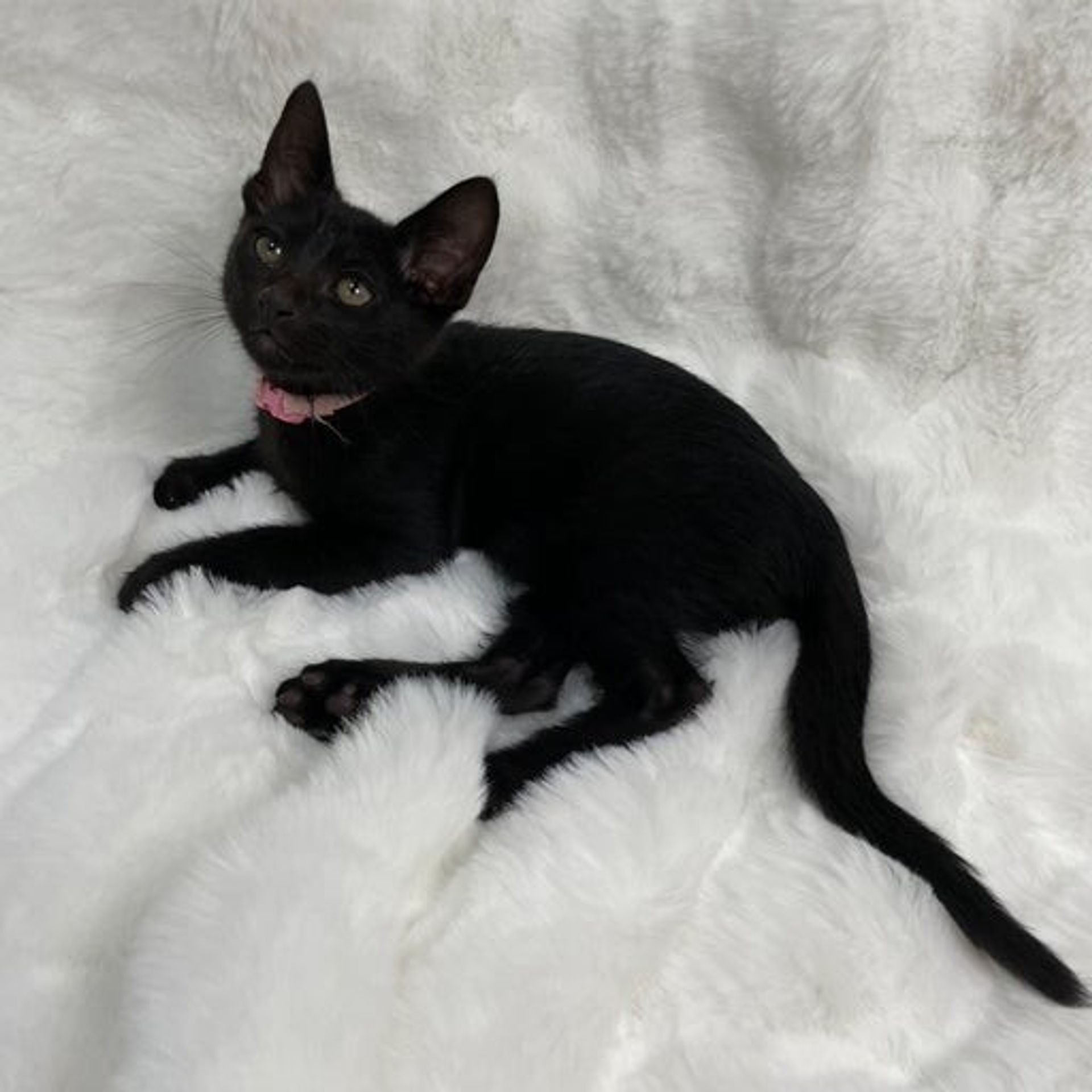 雑種（ミックス猫）・オスの里親募集の写真