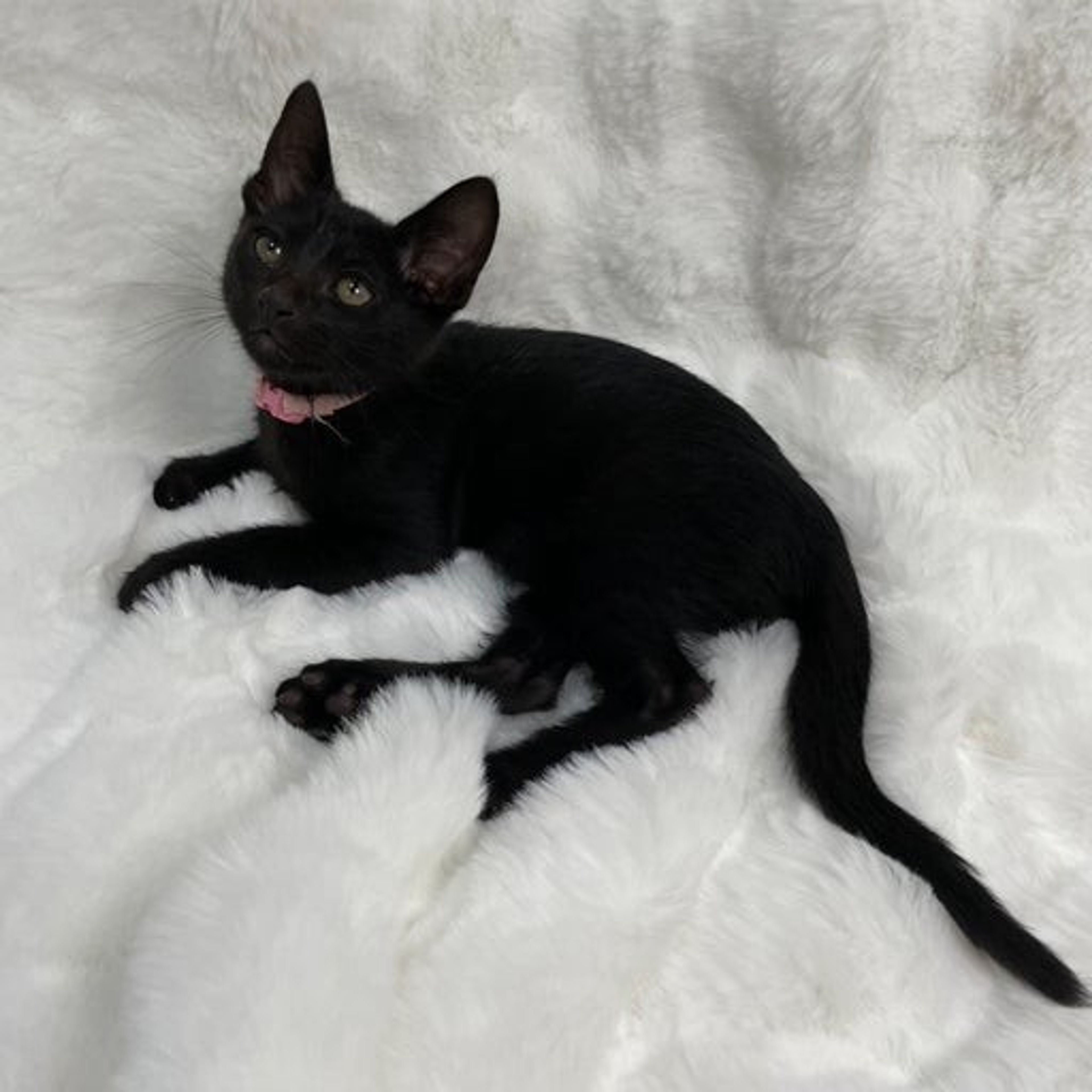 雑種（ミックス猫）・オスの里親募集の写真