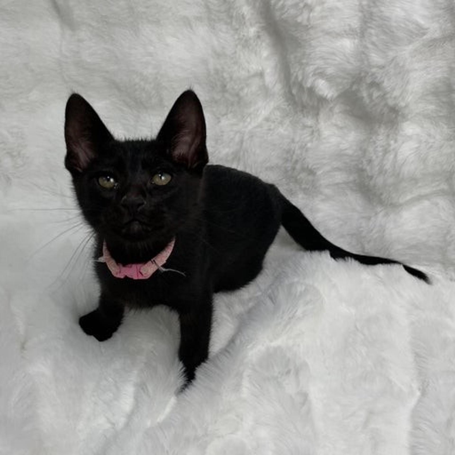 pet-image-3