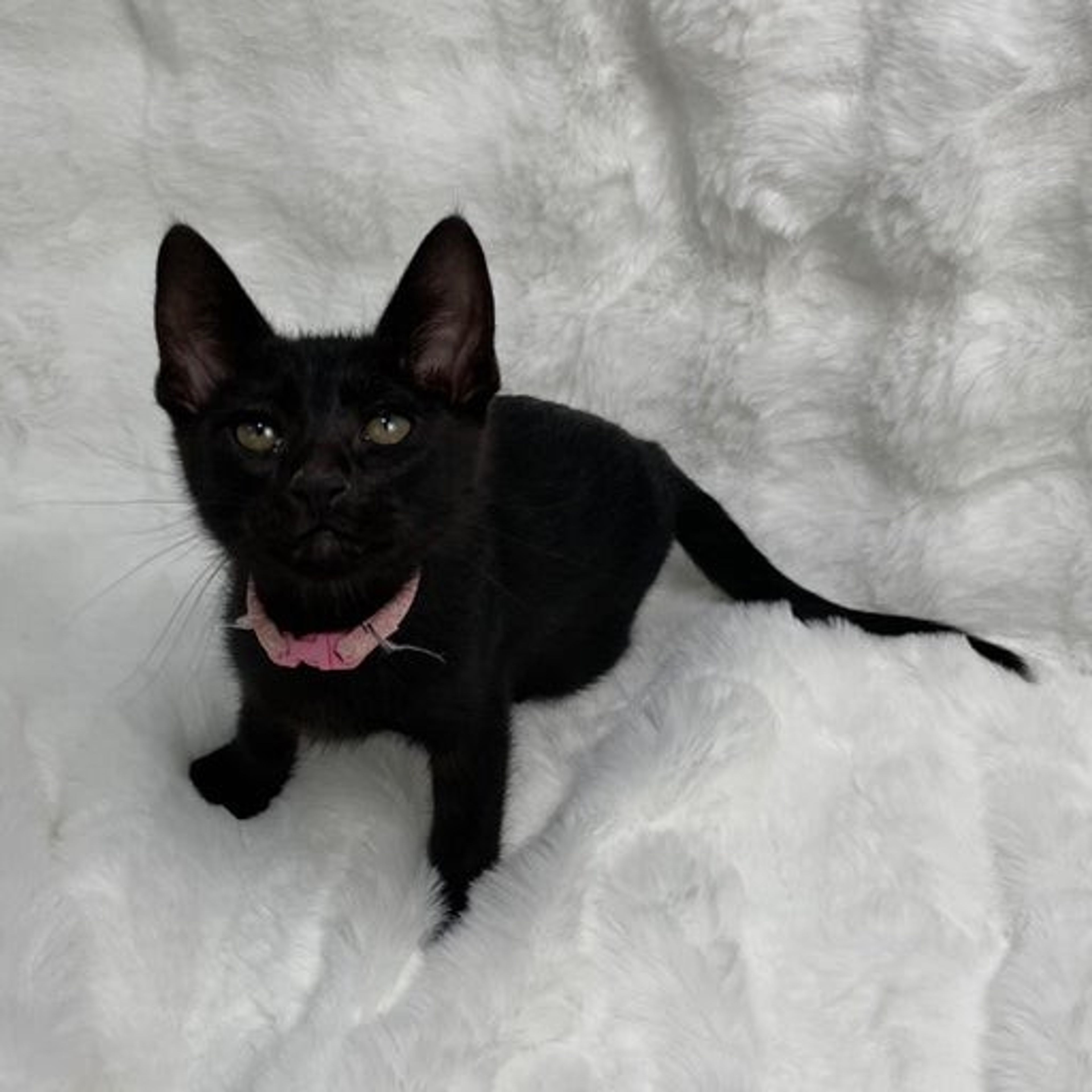pet-image-3