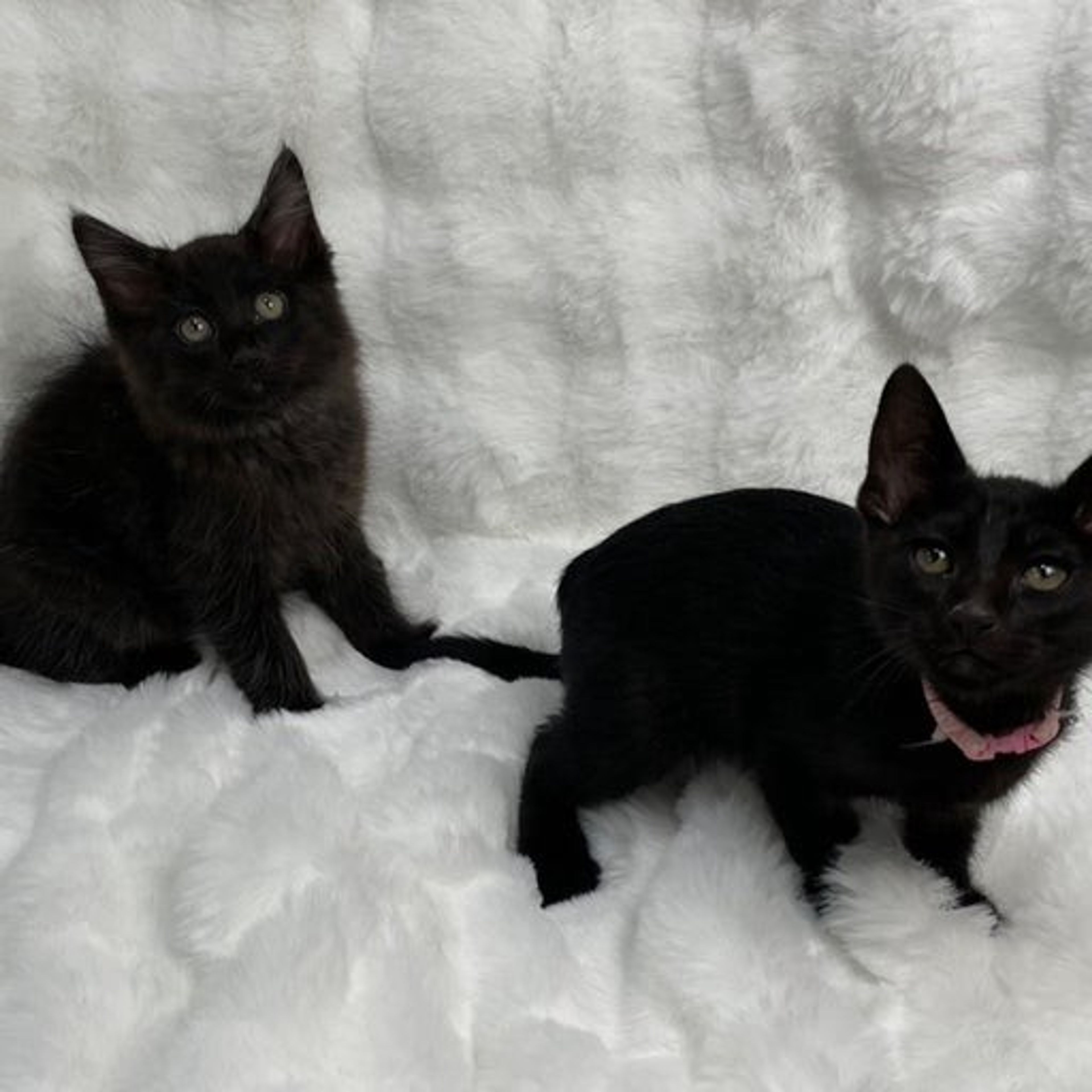 pet-image-5