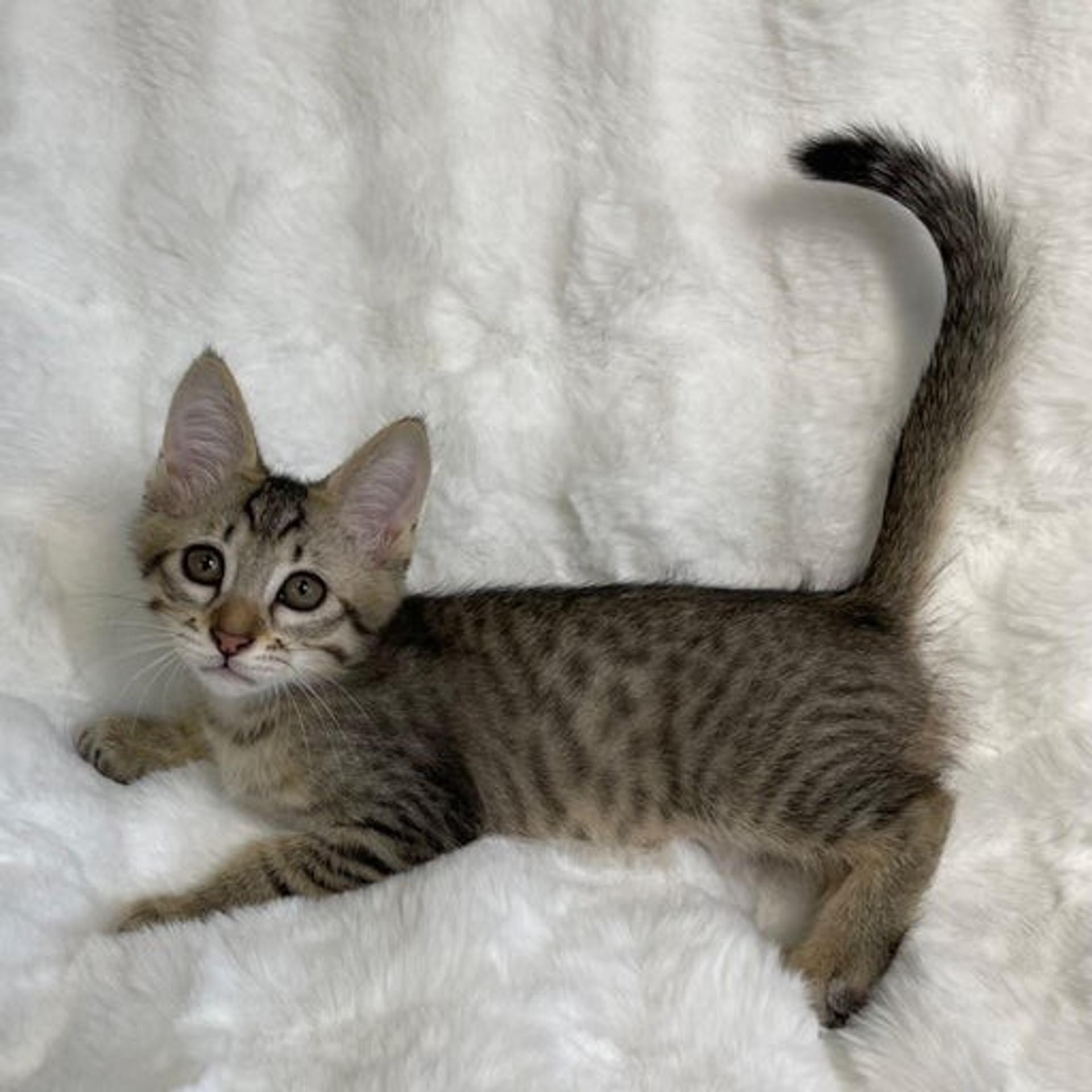 pet-image-4