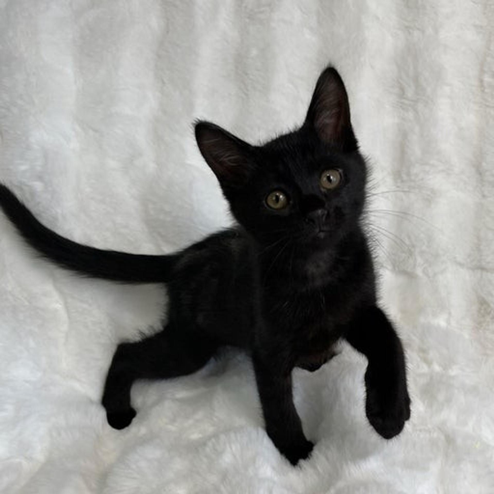 pet-image-3