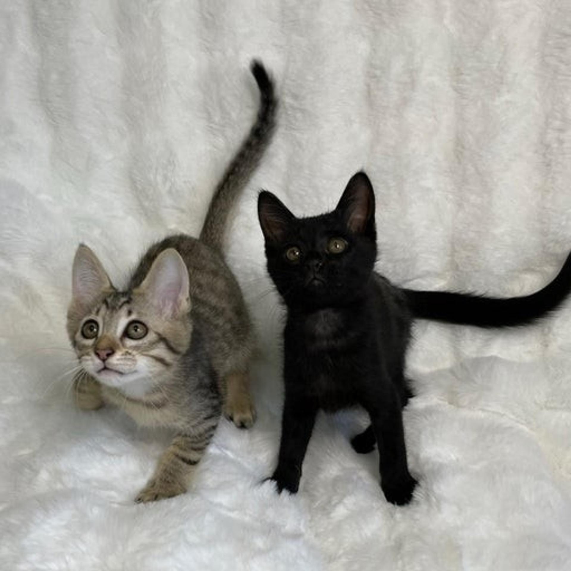 pet-image-5