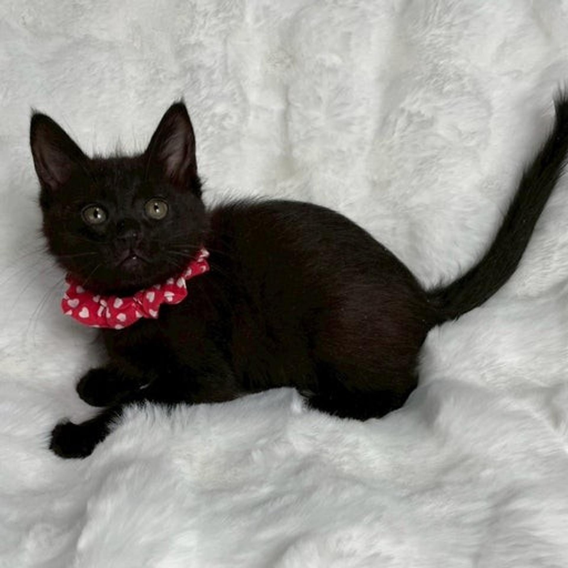 pet-image-4