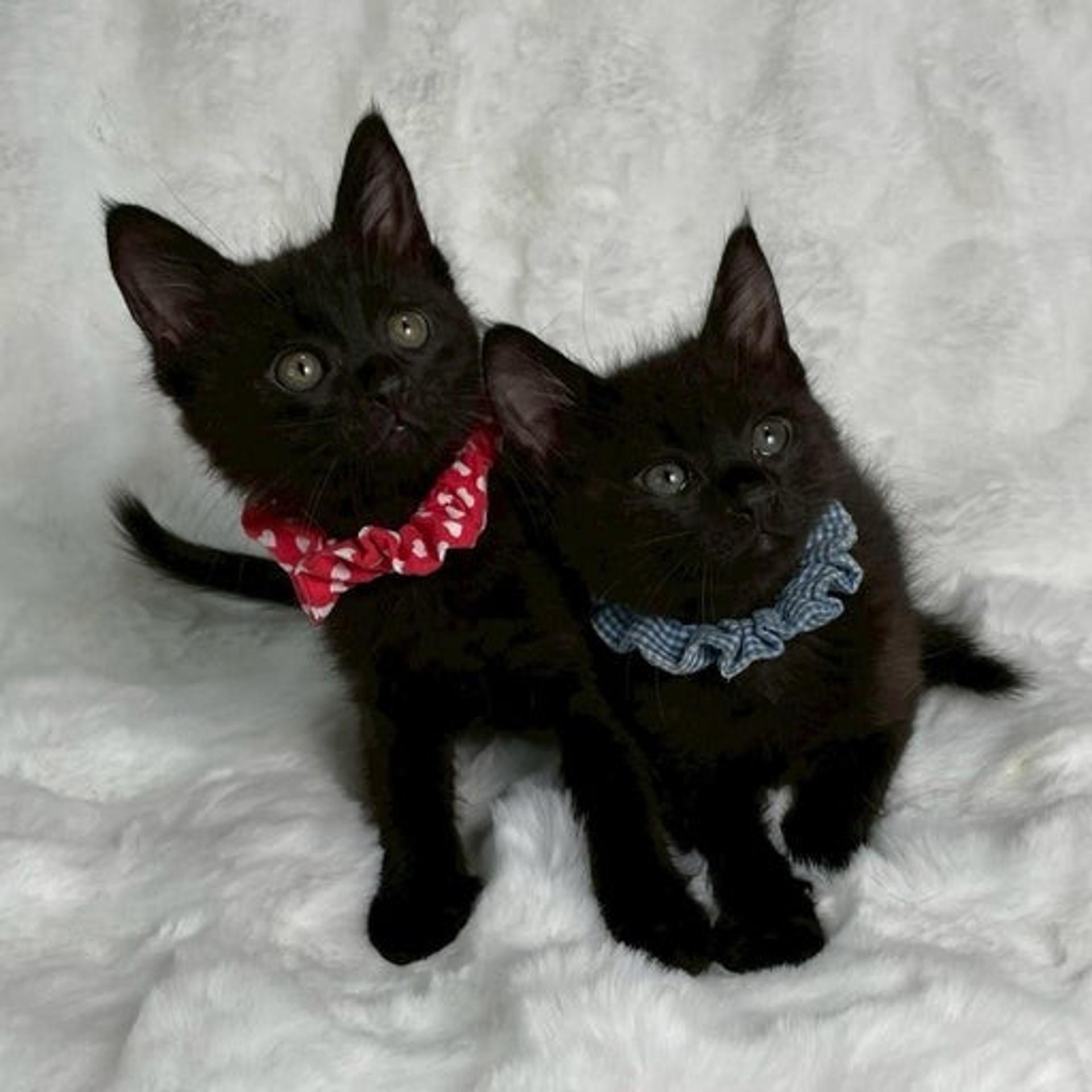 pet-image-5