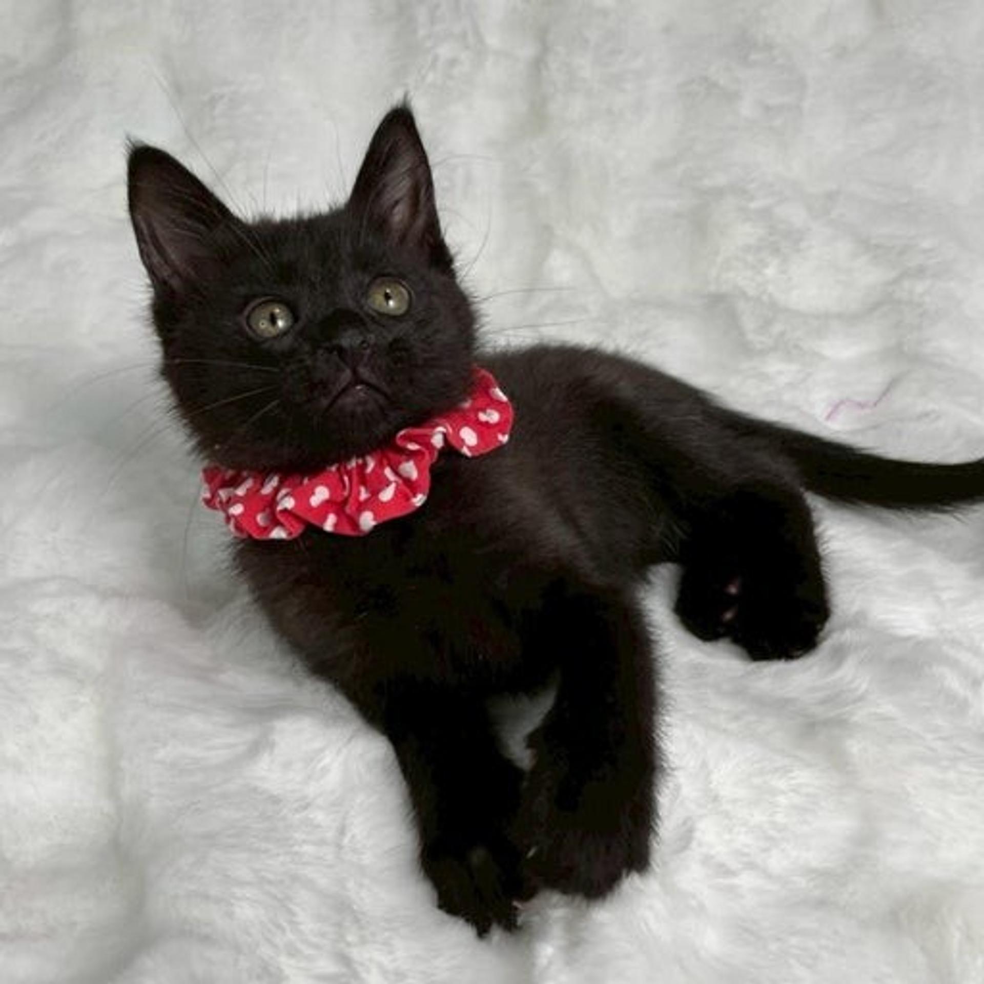 pet-image-3