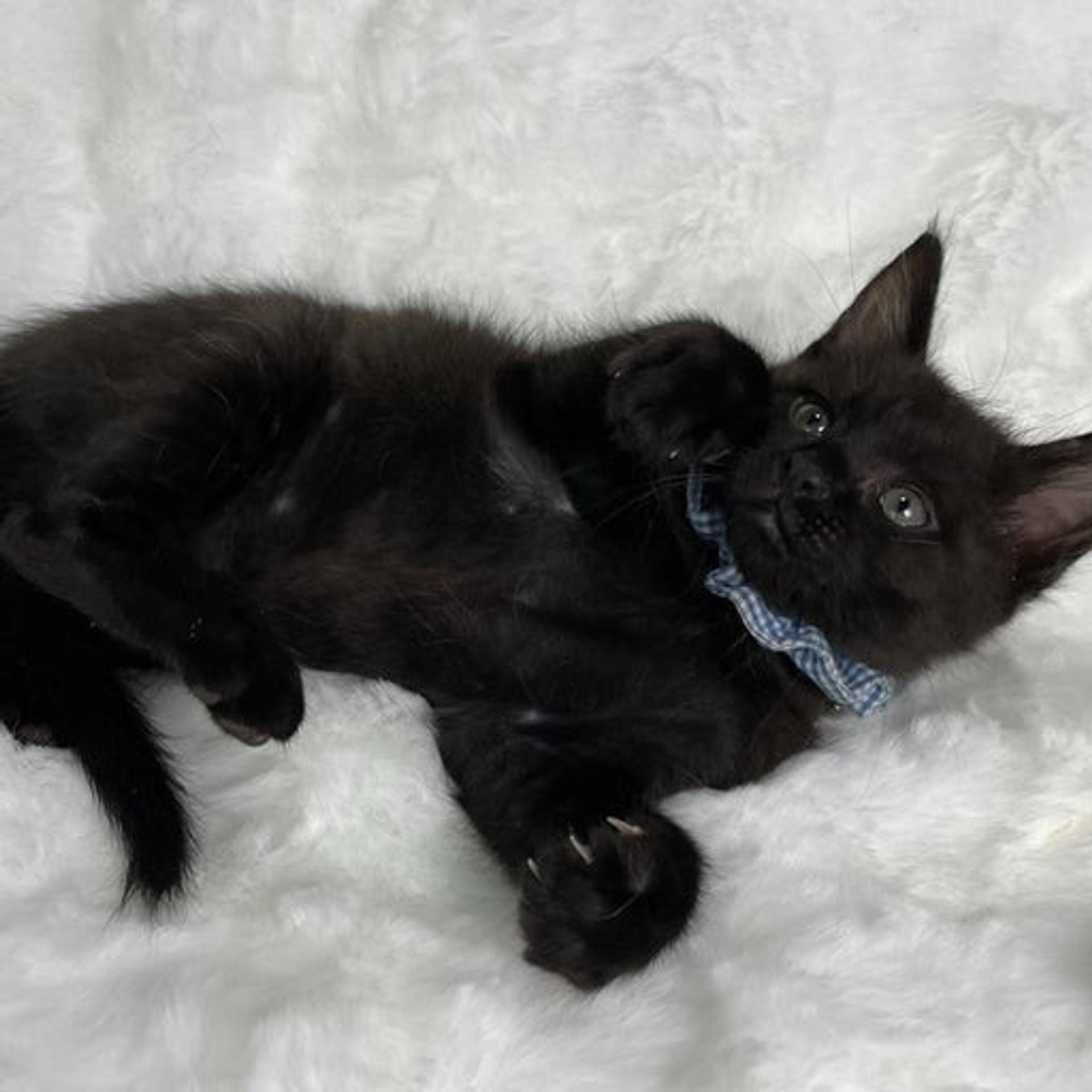 pet-image-3