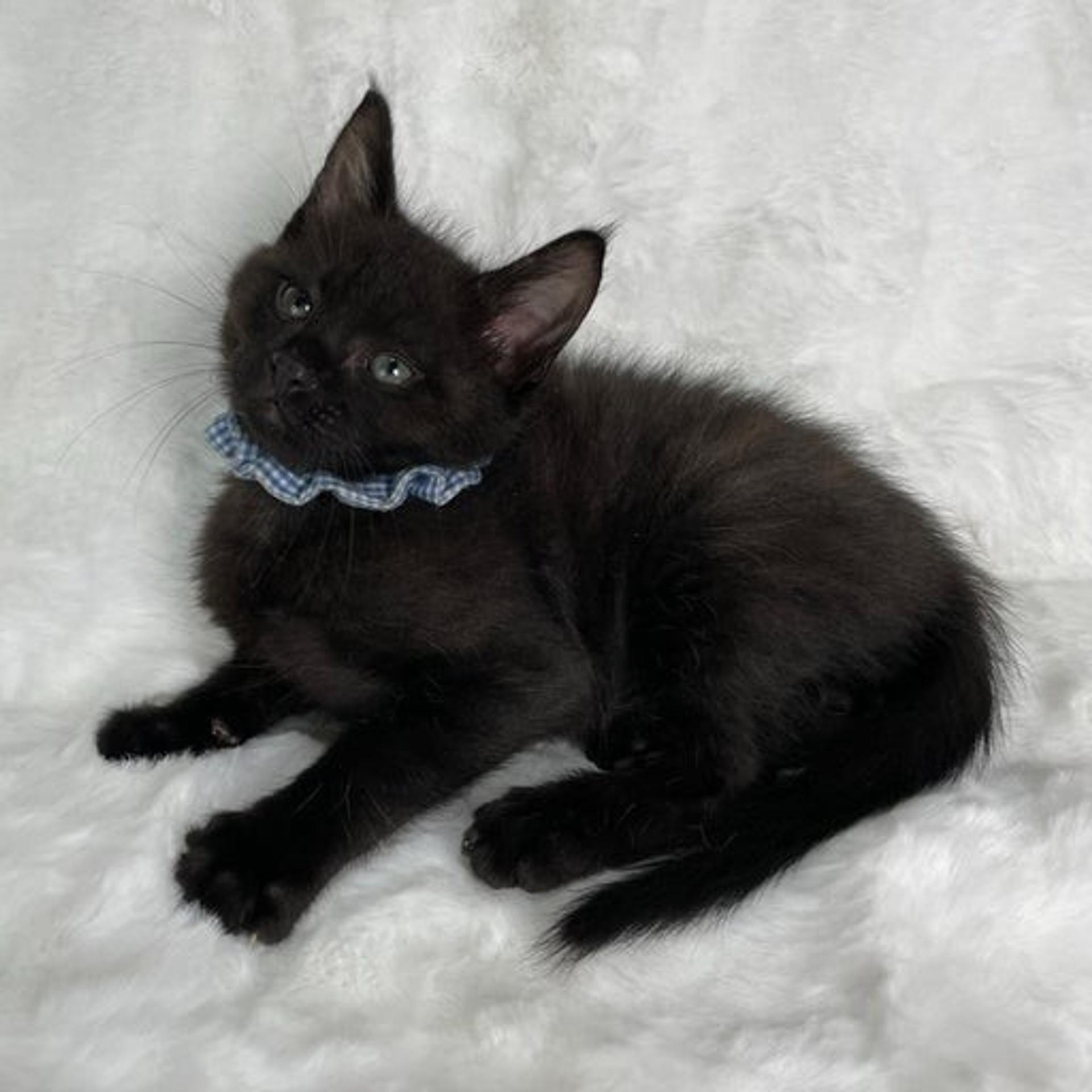 pet-image-4