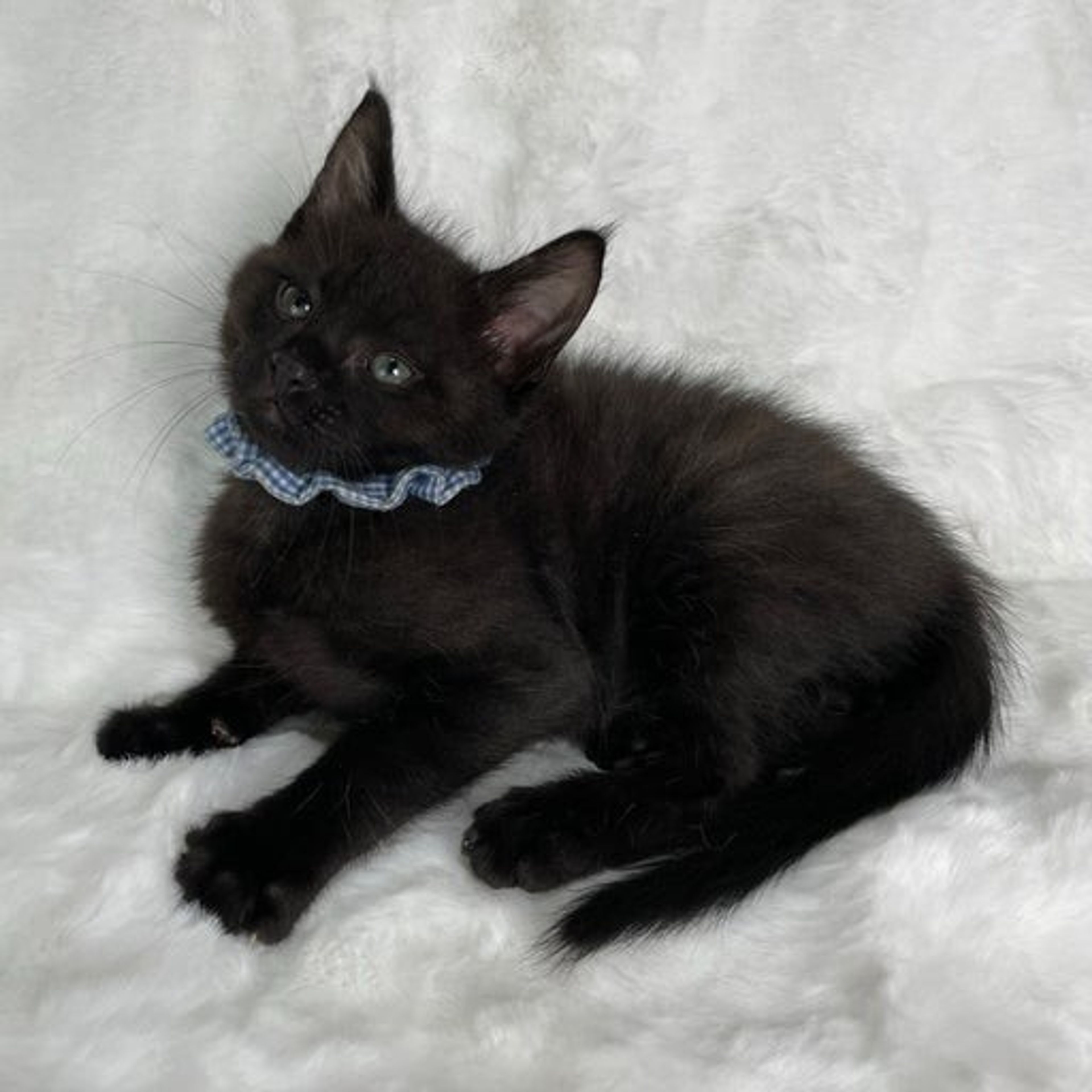 pet-image-4