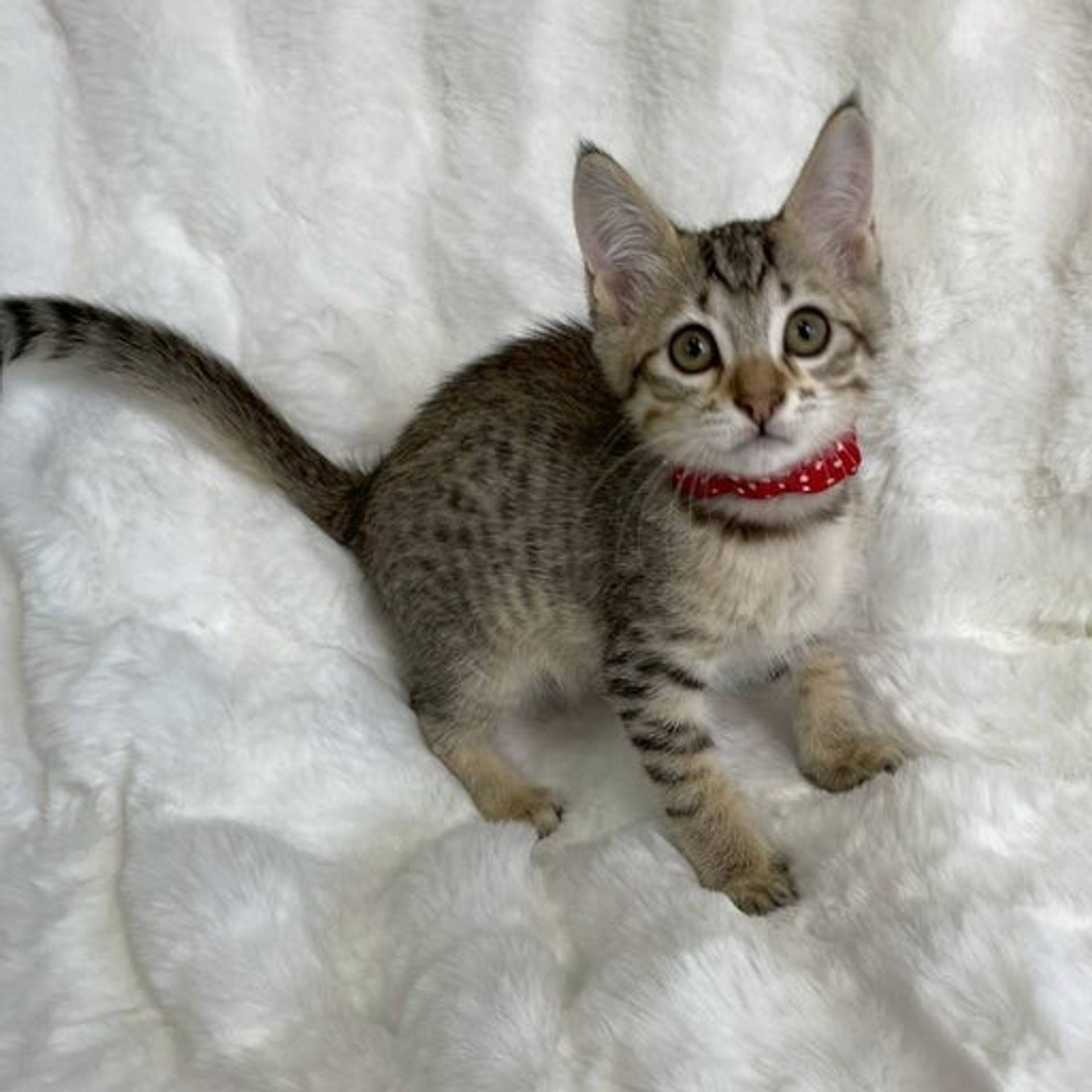 雑種（ミックス猫）・オスの里親募集の写真