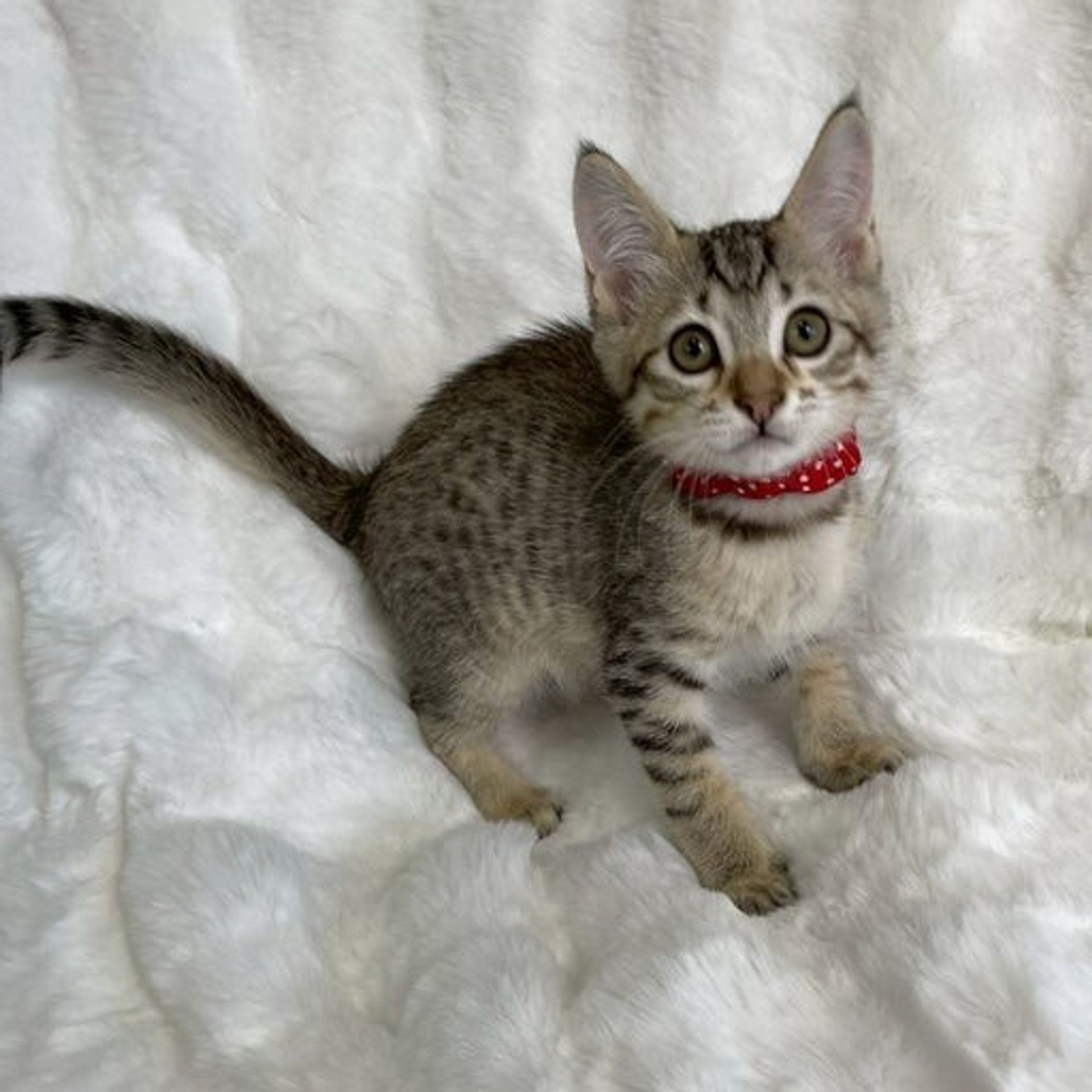 雑種（ミックス猫）・オスの里親募集の写真